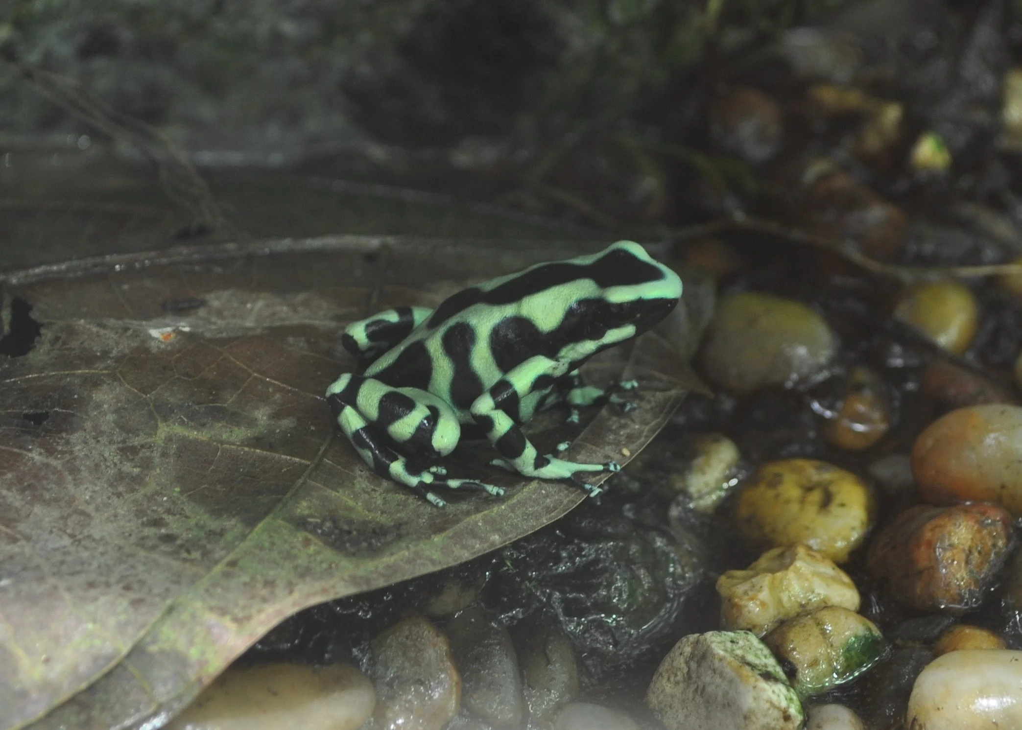 0611 22 CA Acad Science 2.jpg