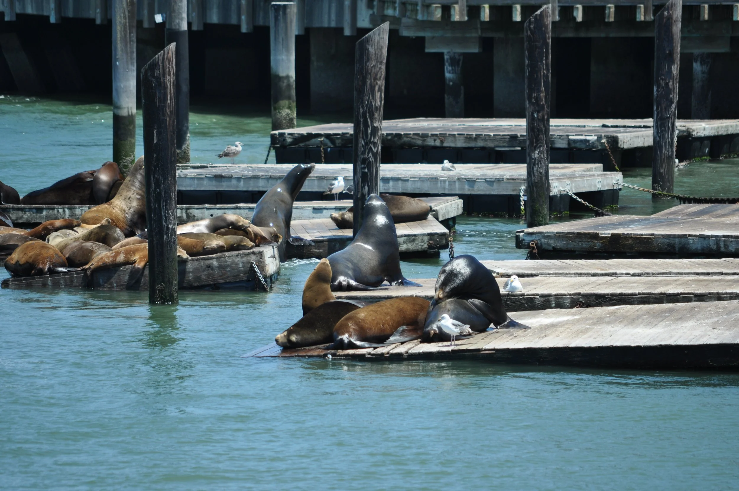 0611 22 CA Fishermans Wharf Seals.jpg