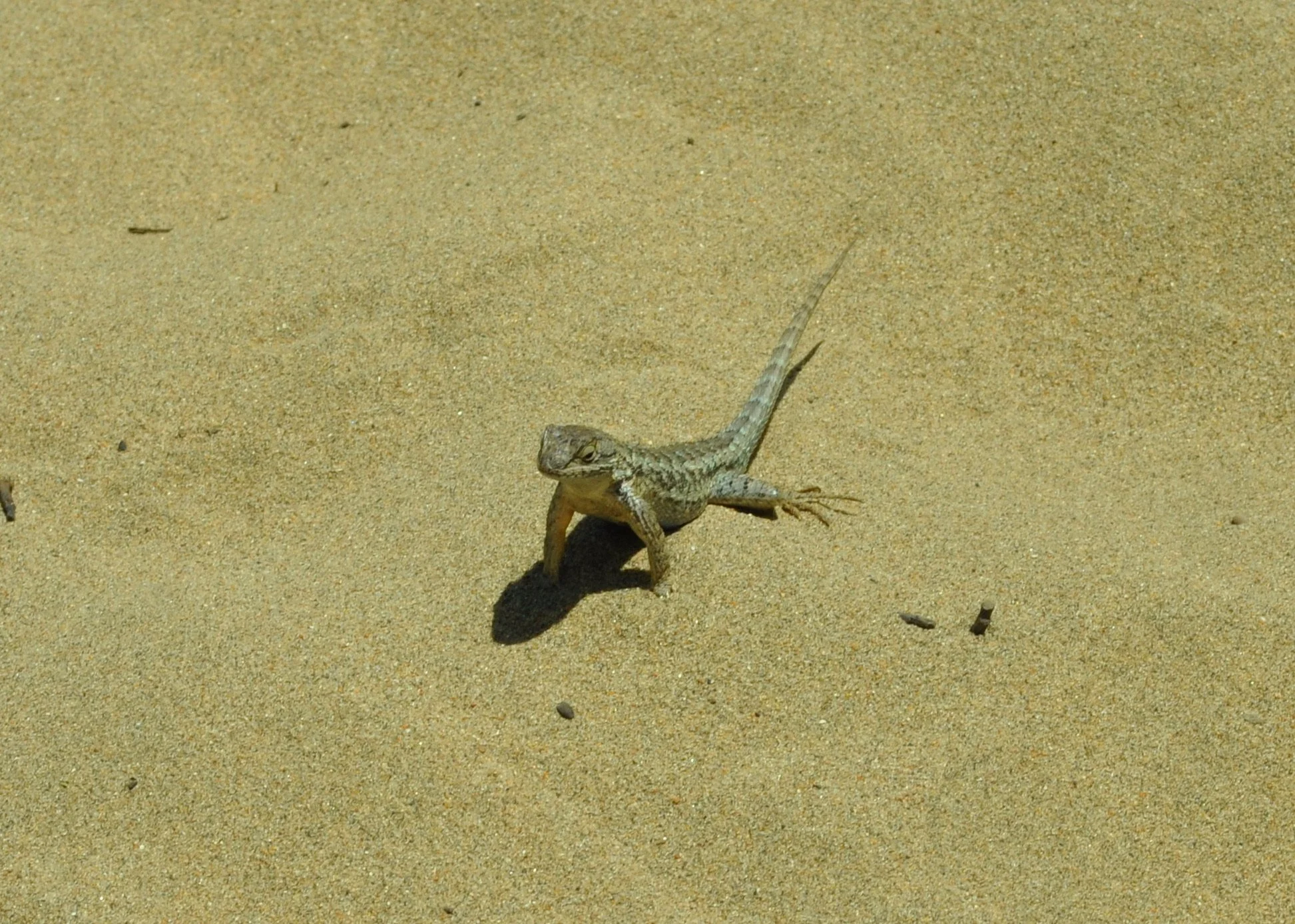 0611 24 CA Ana Nuevo Lizard.jpg
