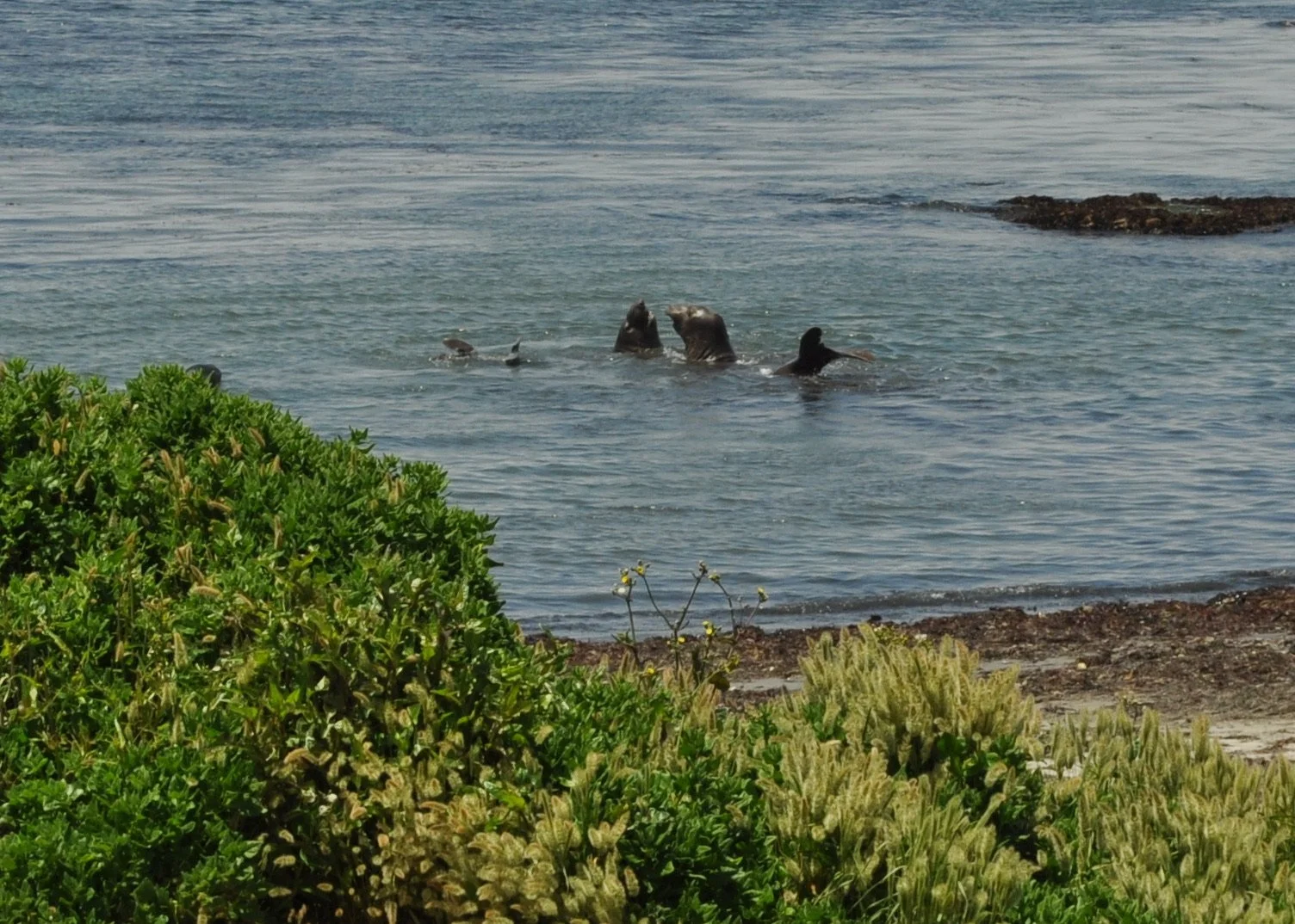 0611 24 CA Ana Nuevo Seals 1.jpg