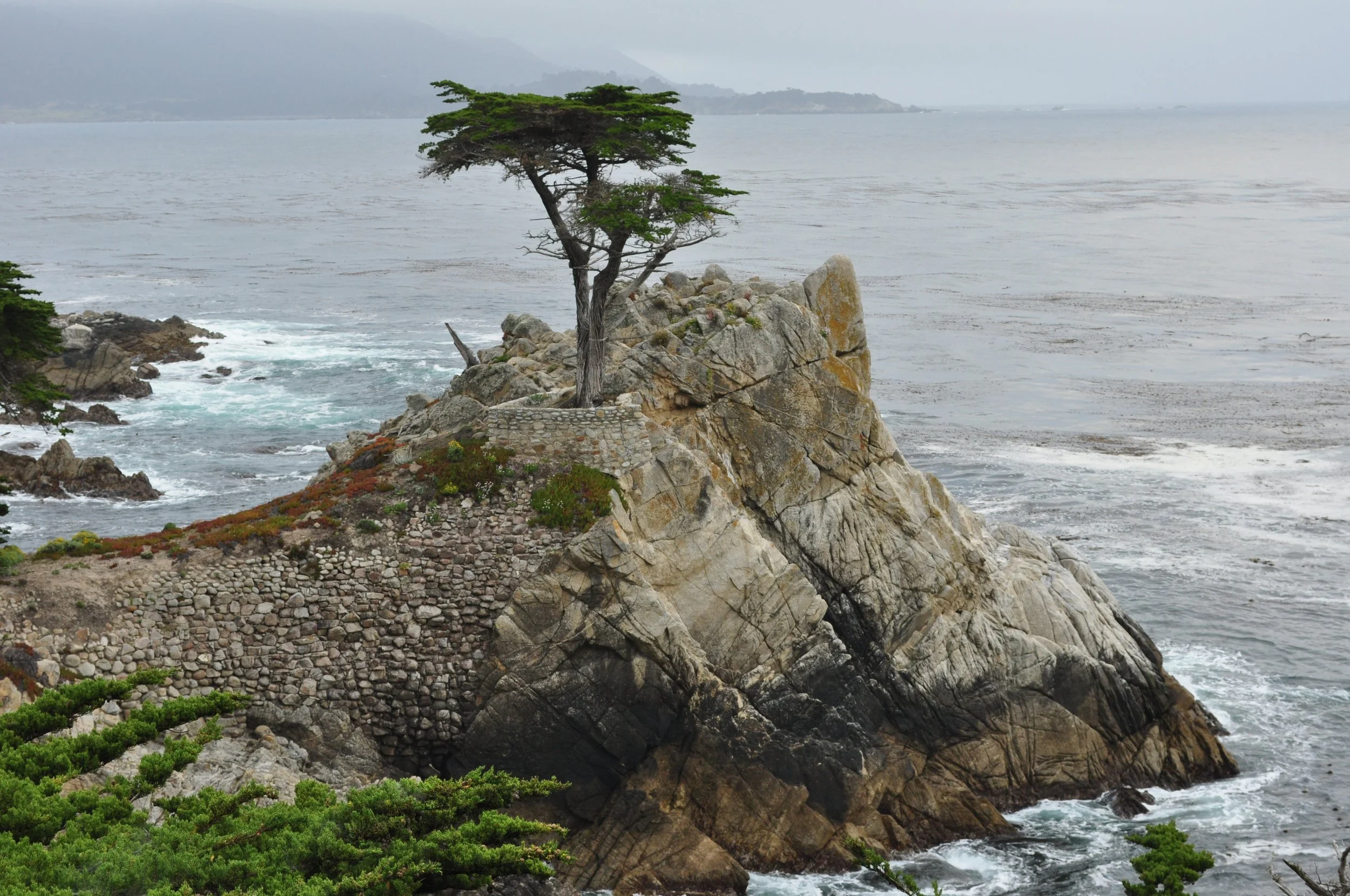 0611 25 CA Cypress Tree 2 .jpg