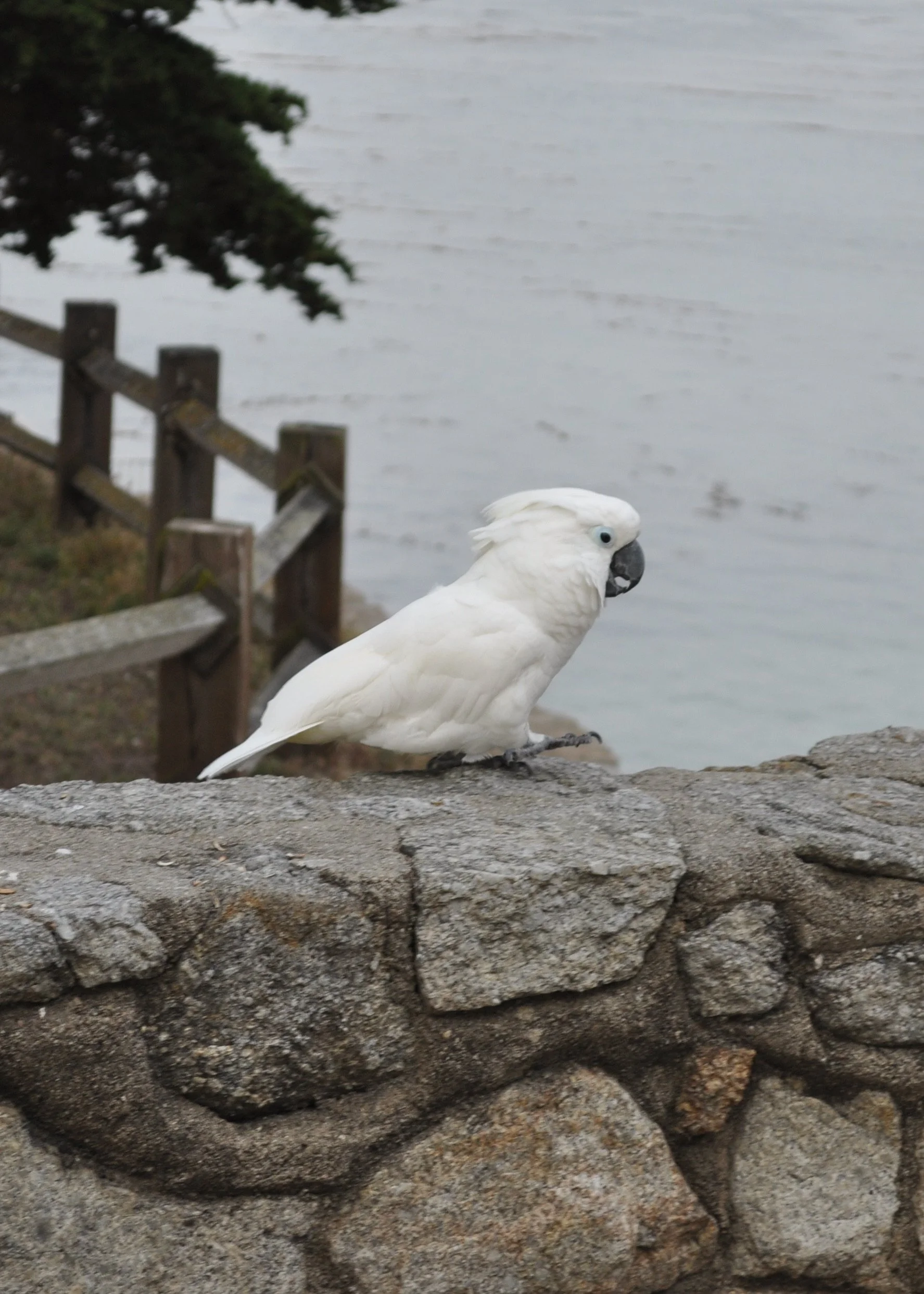 0611 25 CA Monterey Parrot.jpg