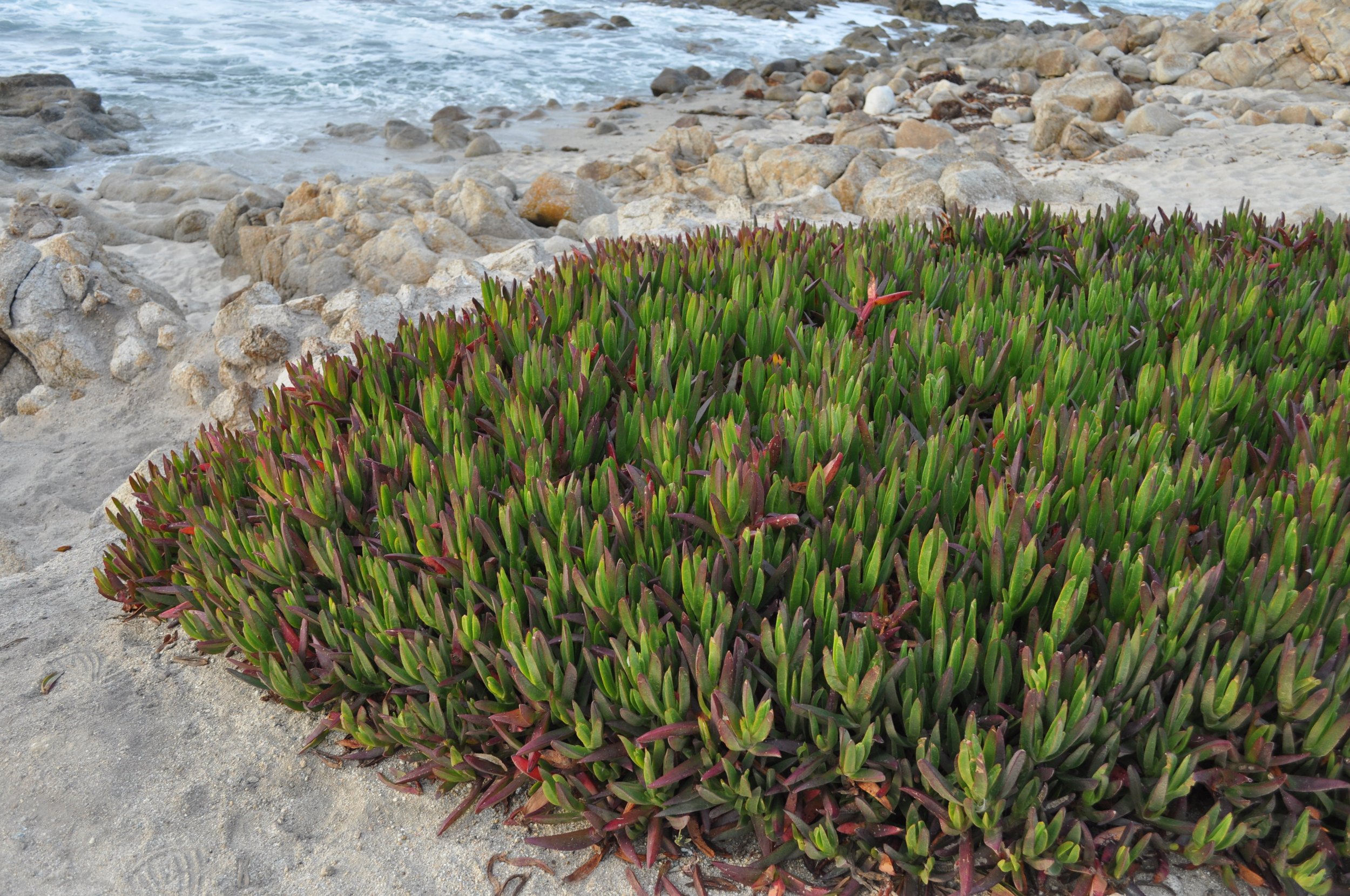 0611 25 CA Pacific Grove Coast 2.jpg
