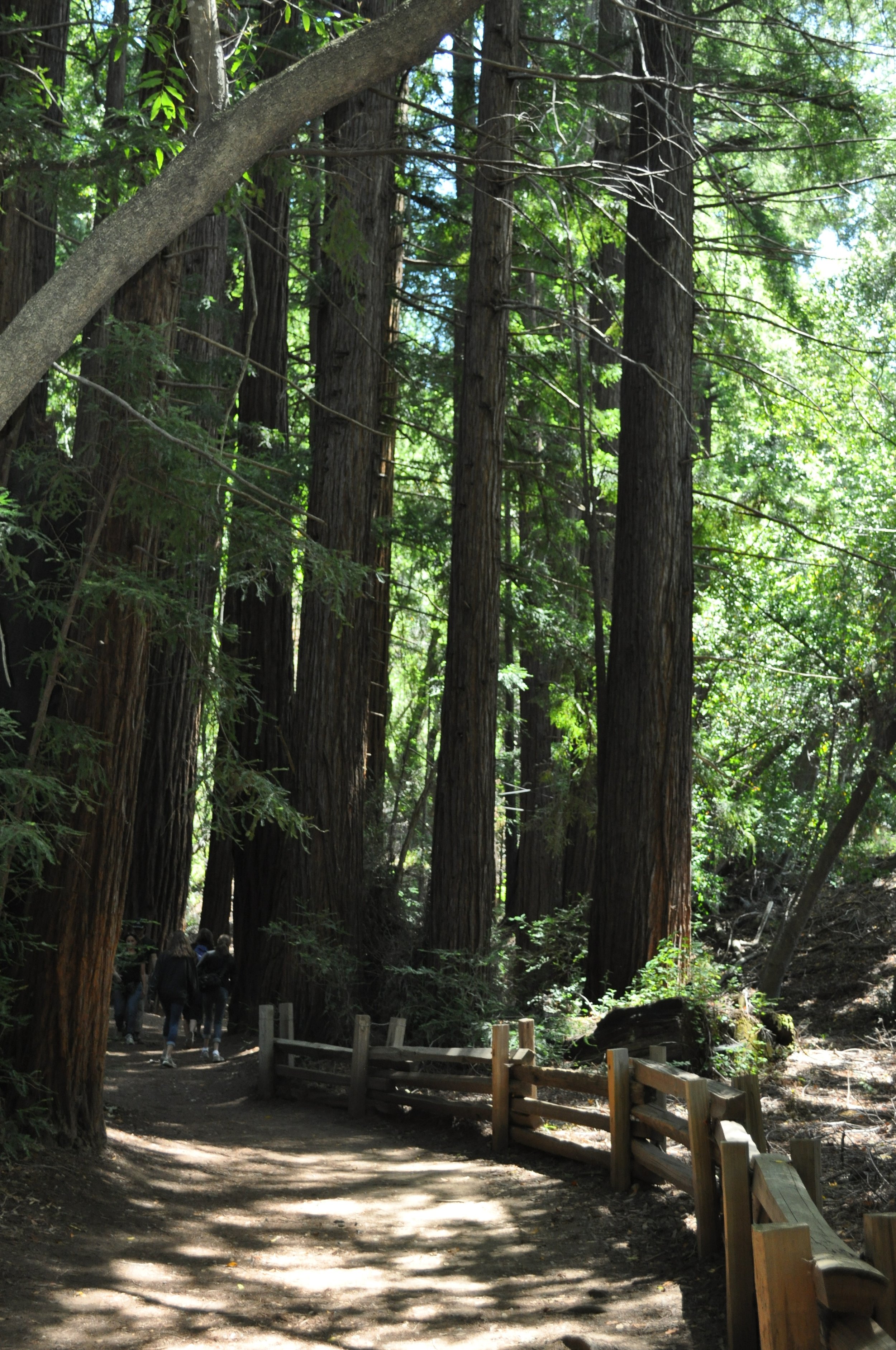 0611 26 Big Sur Pfeiffer Falls 2.jpg