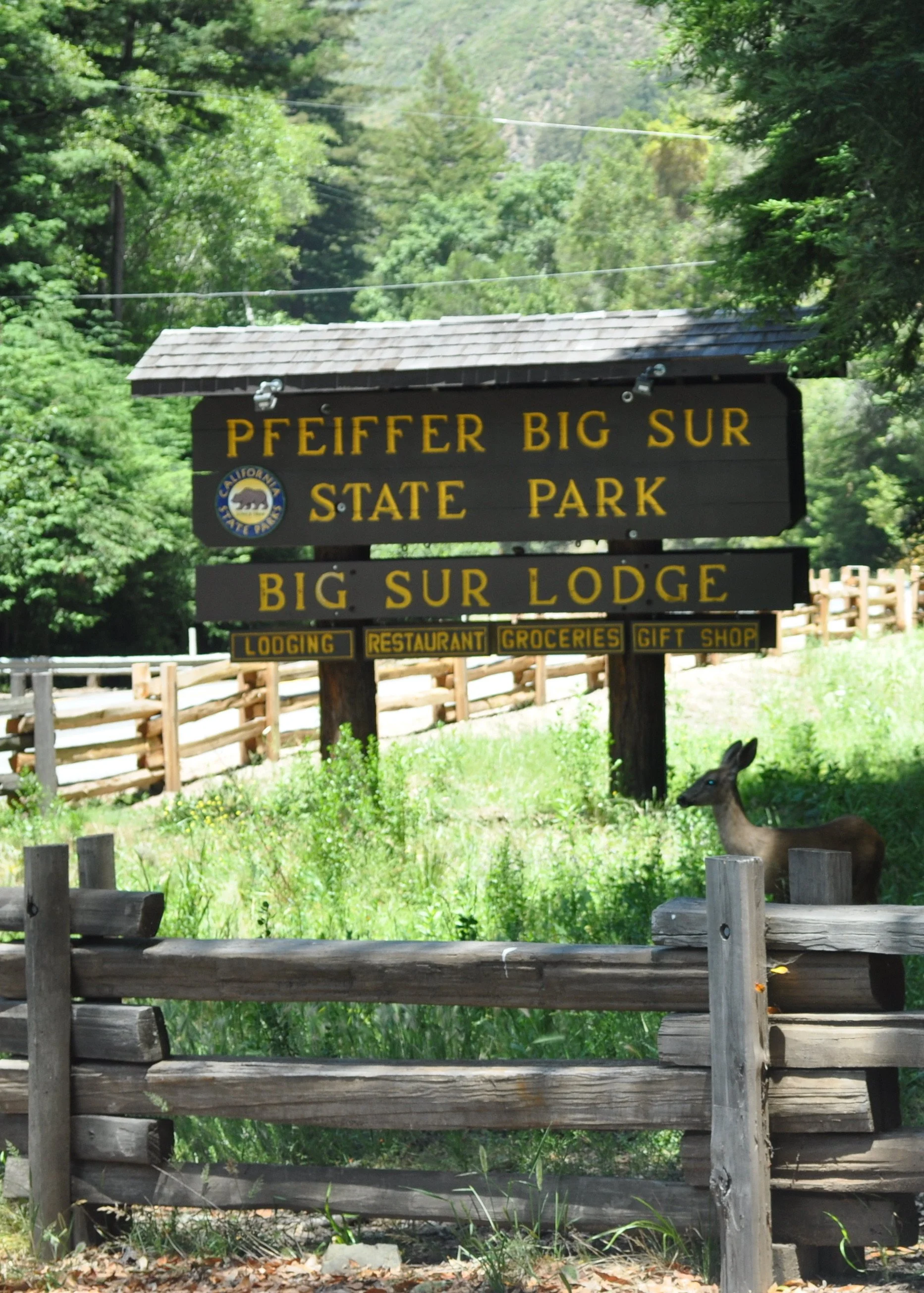 0611 26 Big Sur Pfeiffer Falls 5.jpg