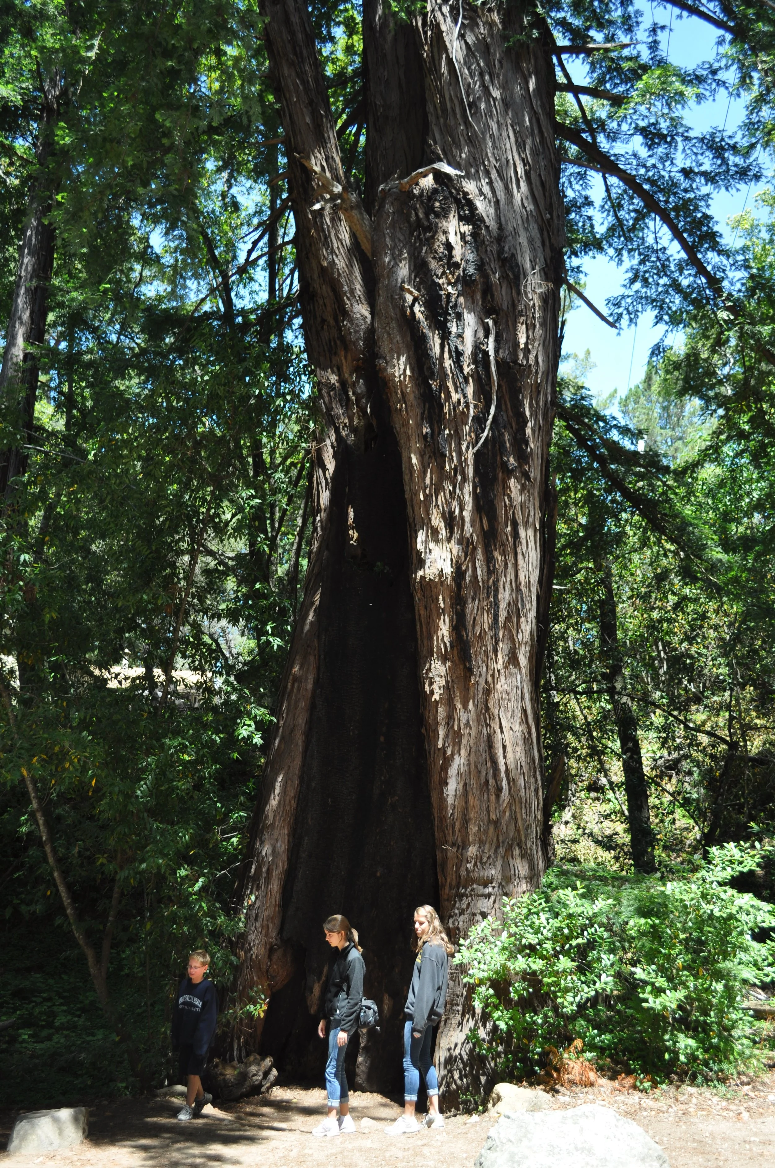 0611 26 Big Sur Redwood Kids 1.jpg