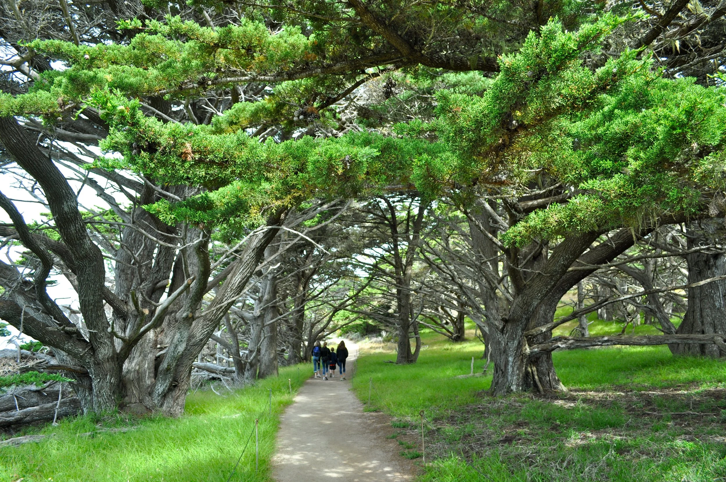 0611 26 CA Point Lobos 2.jpg
