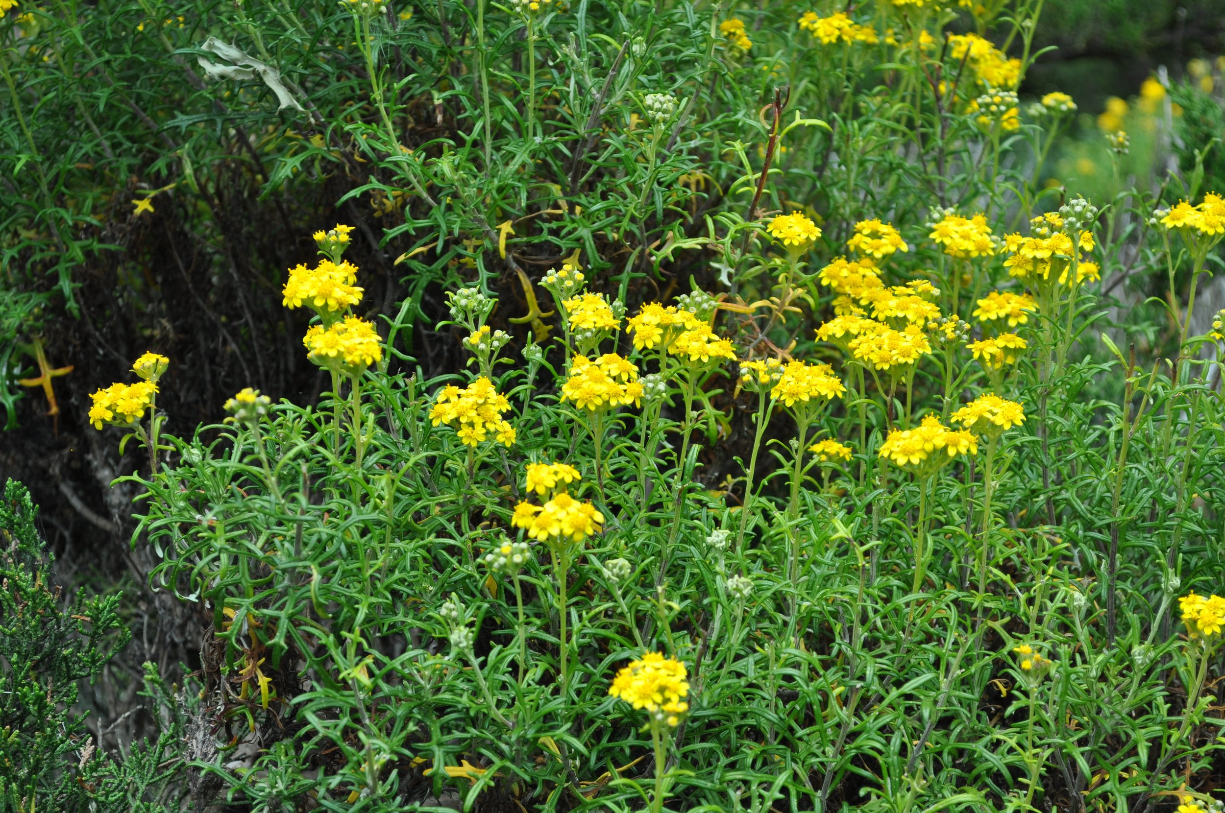 0611 26 CA Point Lobos Flowers 1.jpg
