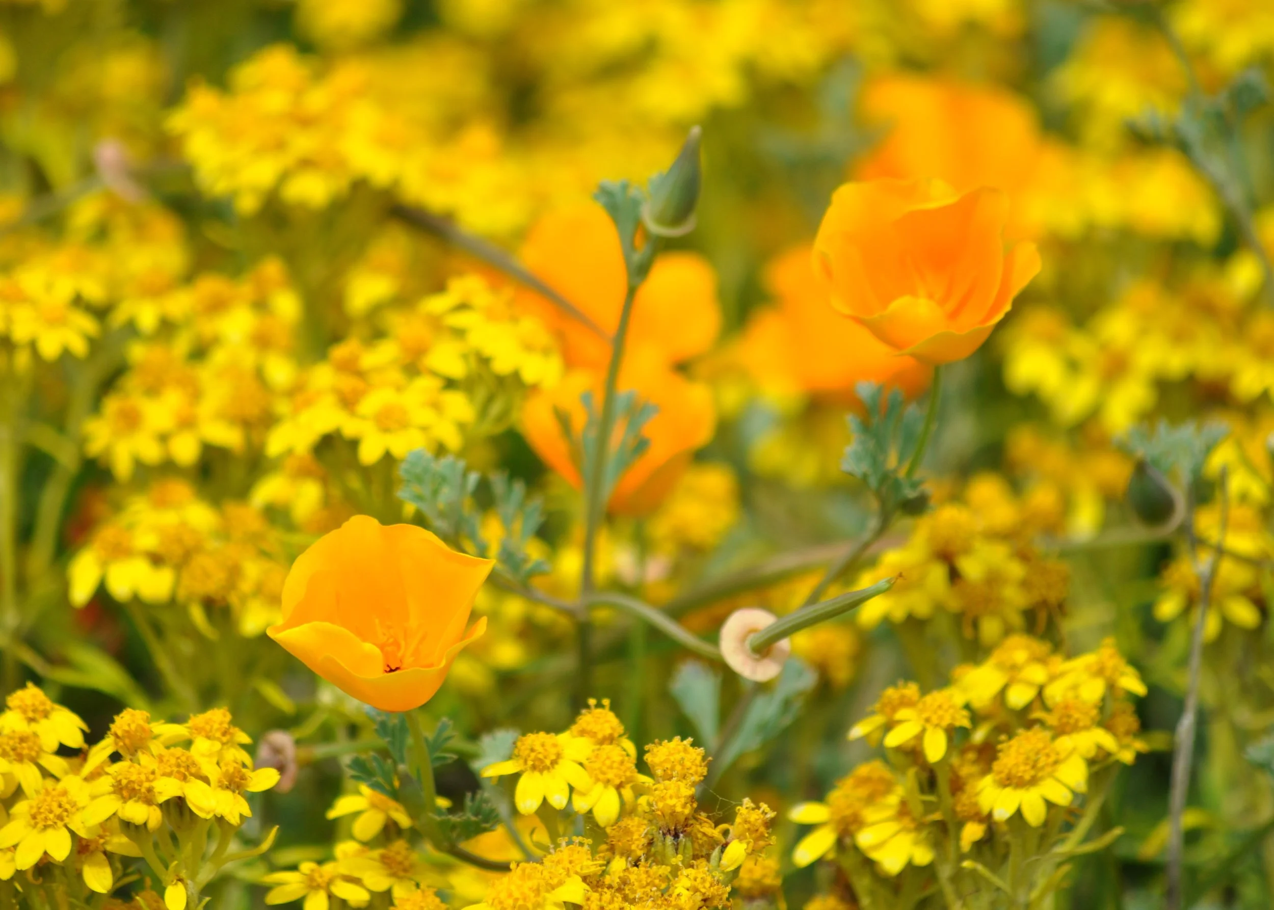 0611 26 CA Point Lobos Flowers 3.jpg