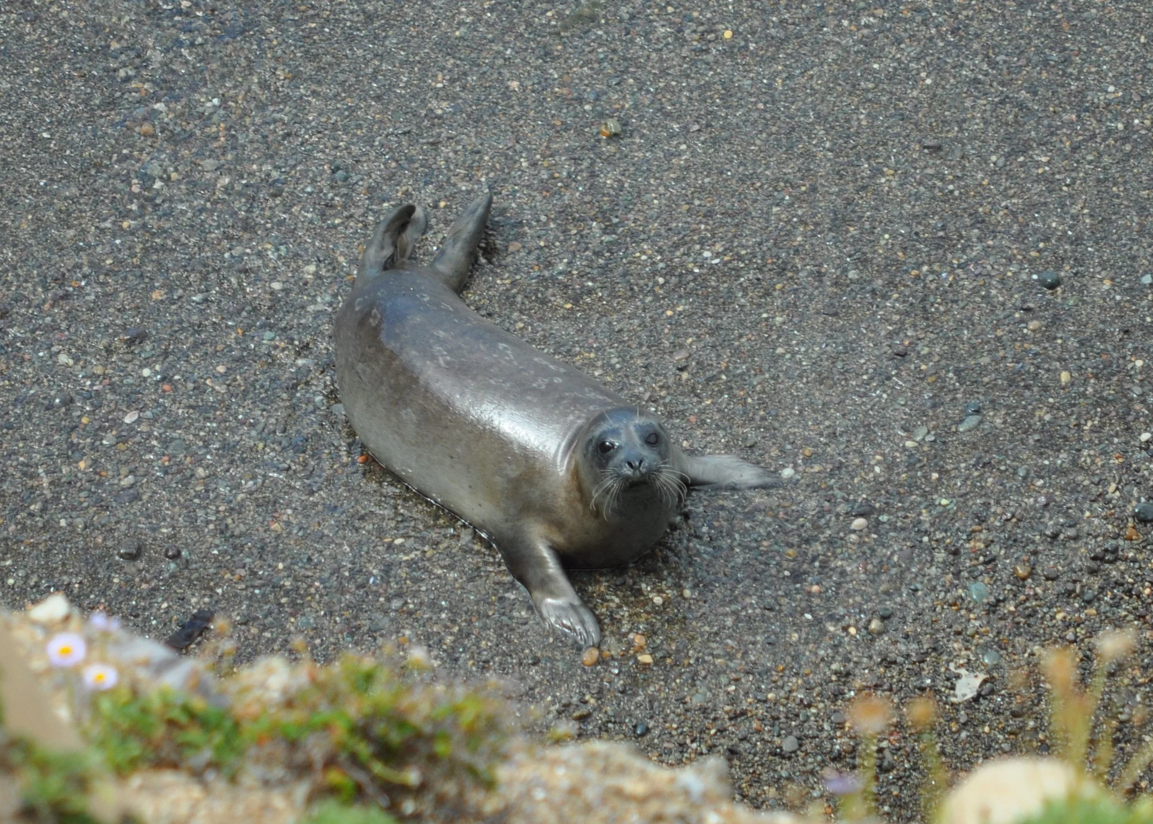 0611 26 CA Point Lobos Seals 2.jpg