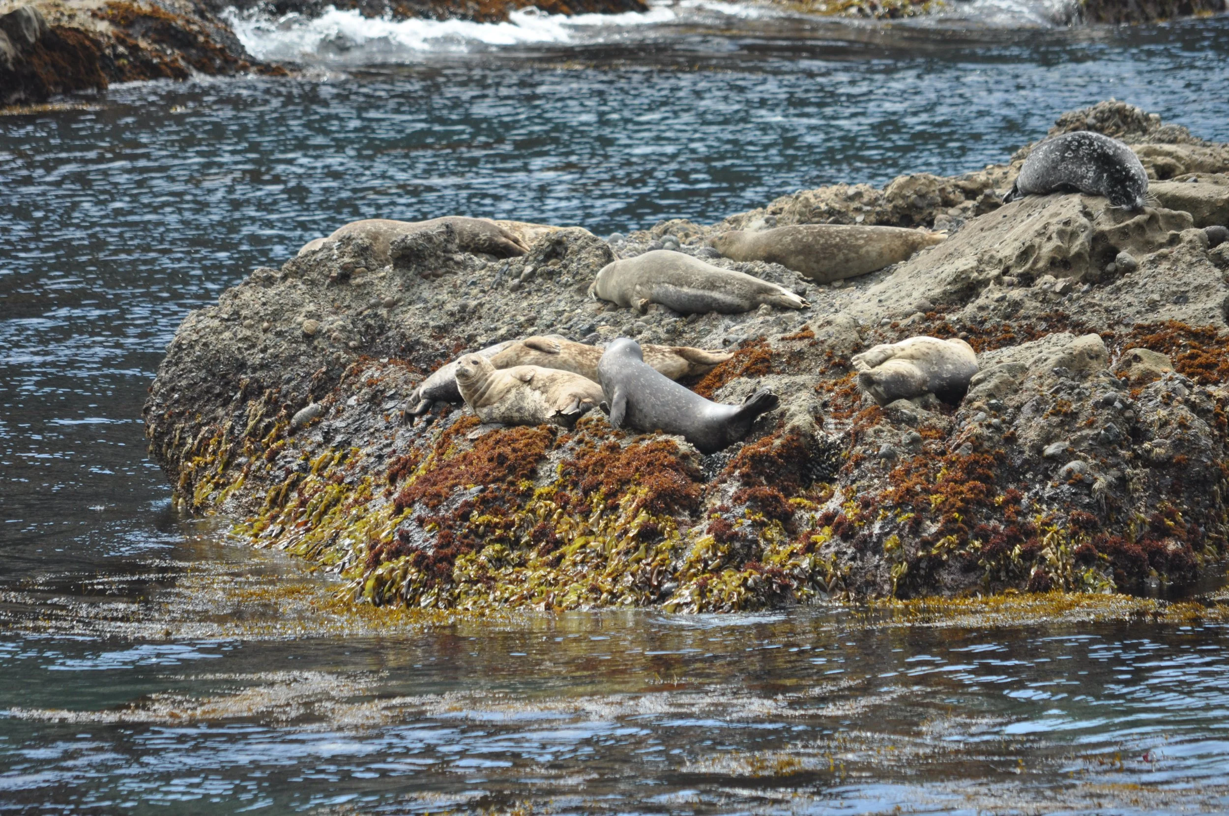 0611 26 CA Point Lobos Seals 3.jpg
