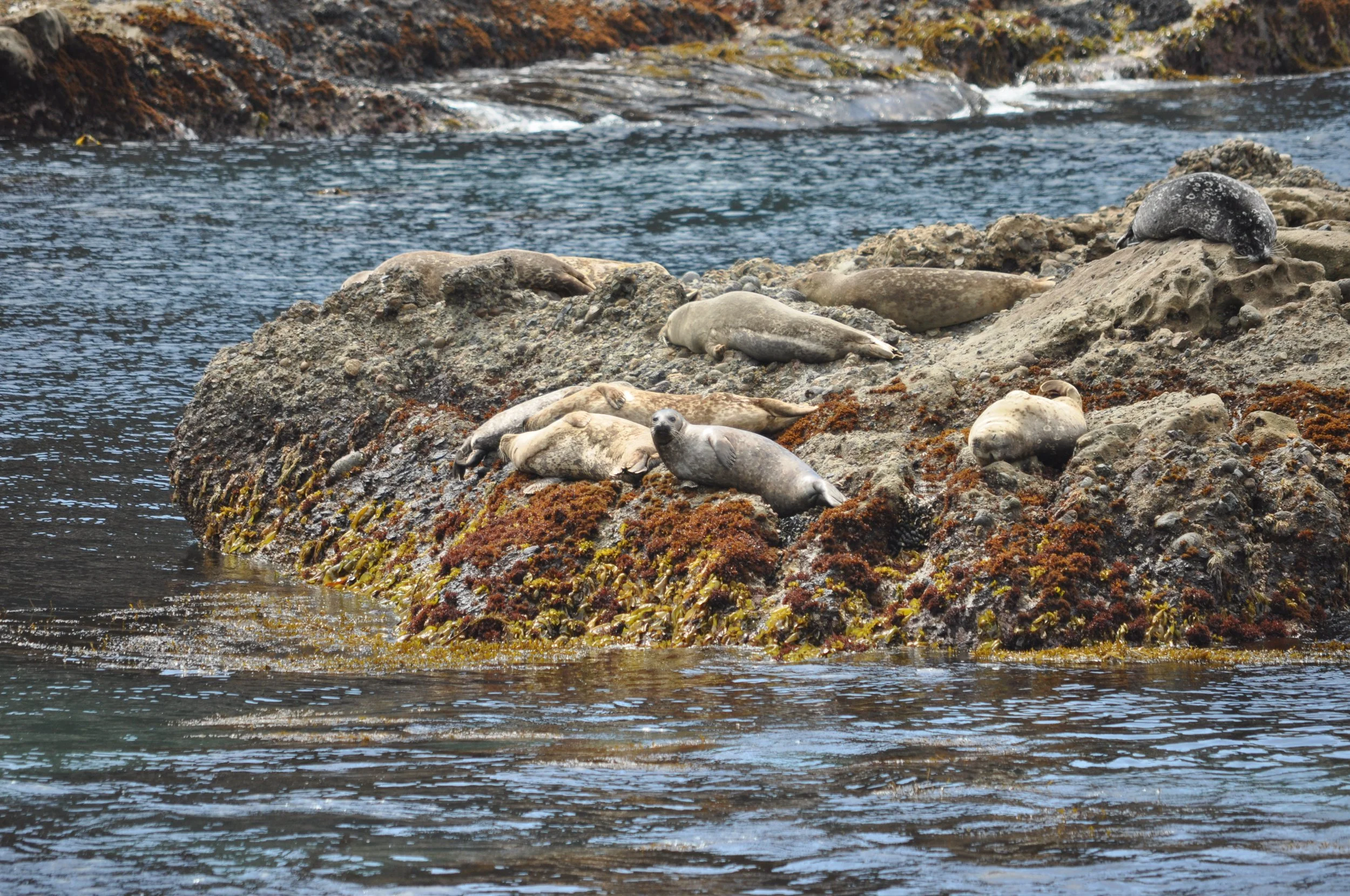 0611 26 CA Point Lobos Seals 4.jpg