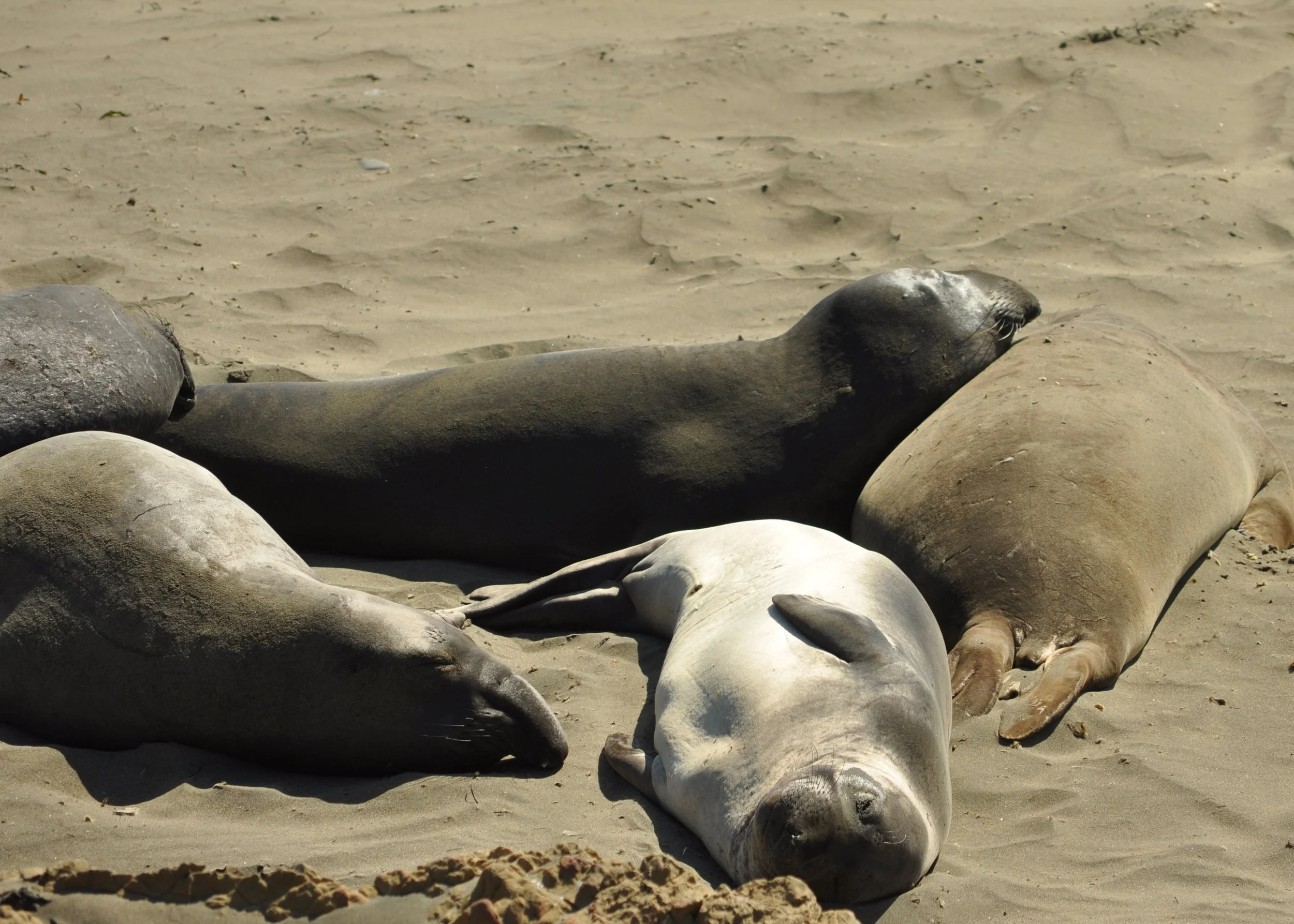 0611 26 CA Pt Piedras Blanca Seals 1.jpg