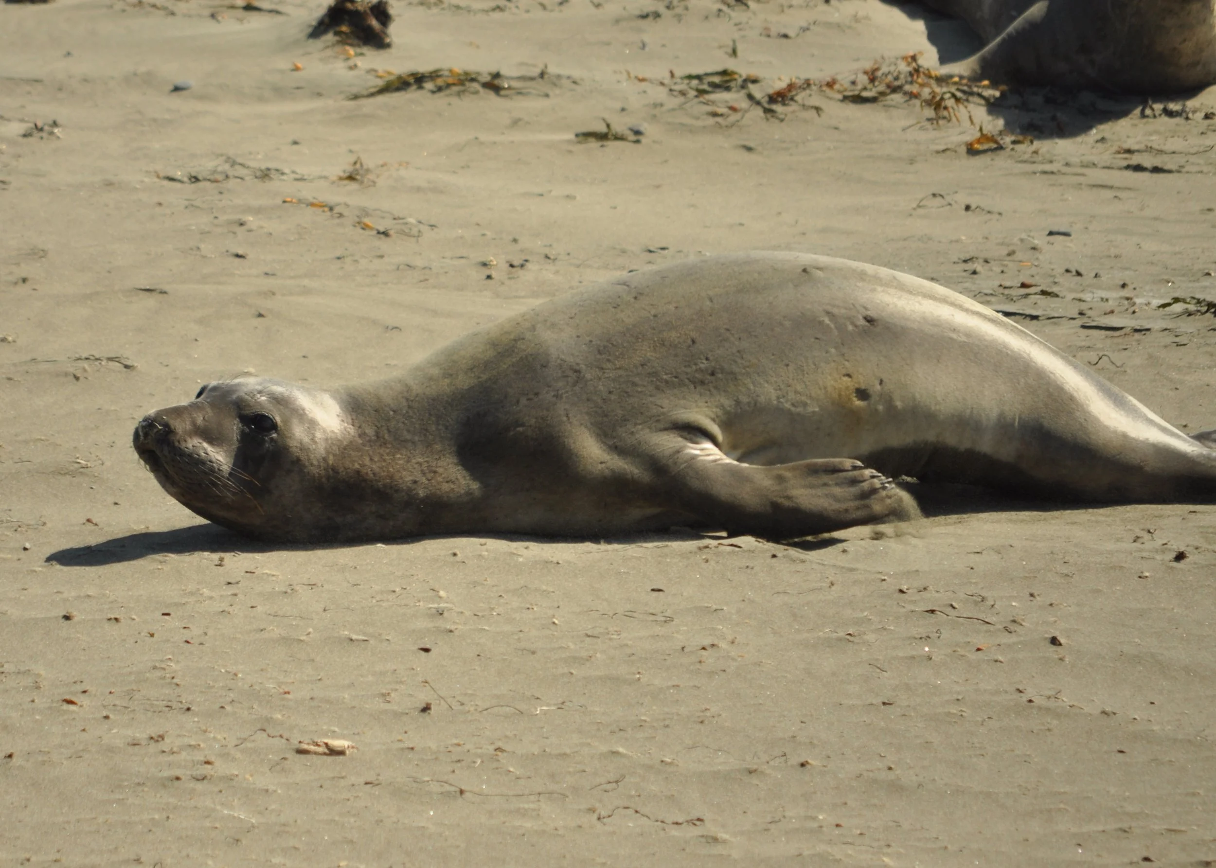 0611 26 CA Pt Piedras Blanca Seals 2.jpg