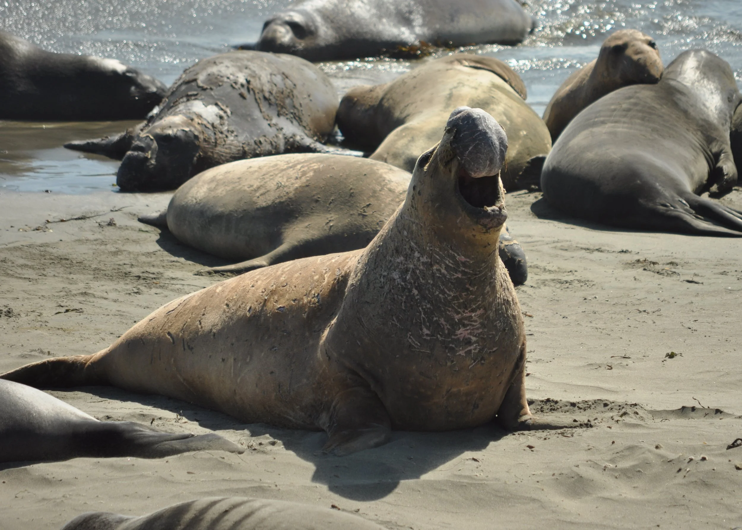 0611 26 CA Pt Piedras Blanca Seals 3.jpg