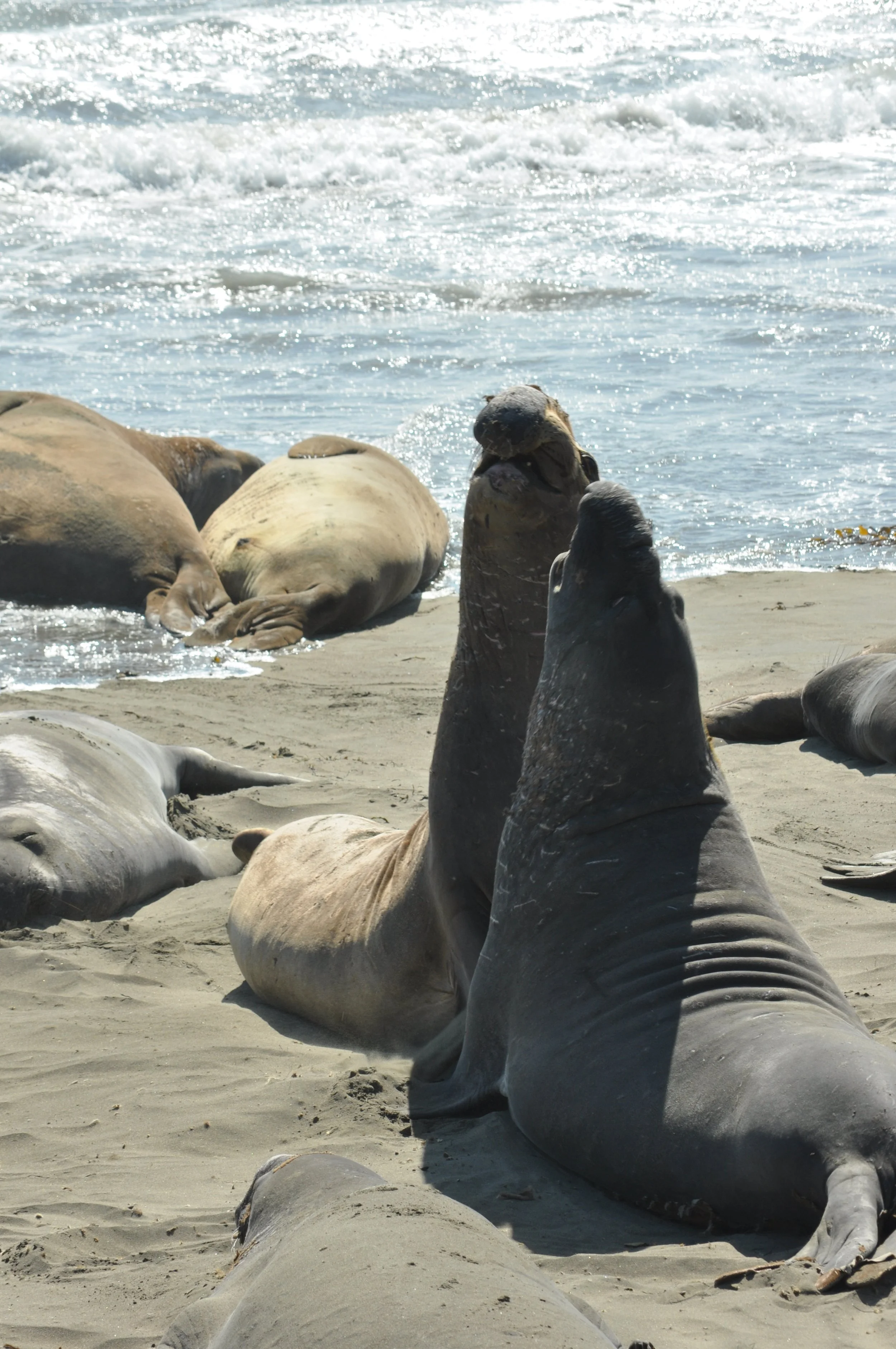0611 26 CA Pt Piedras Blanca Seals 4.jpg