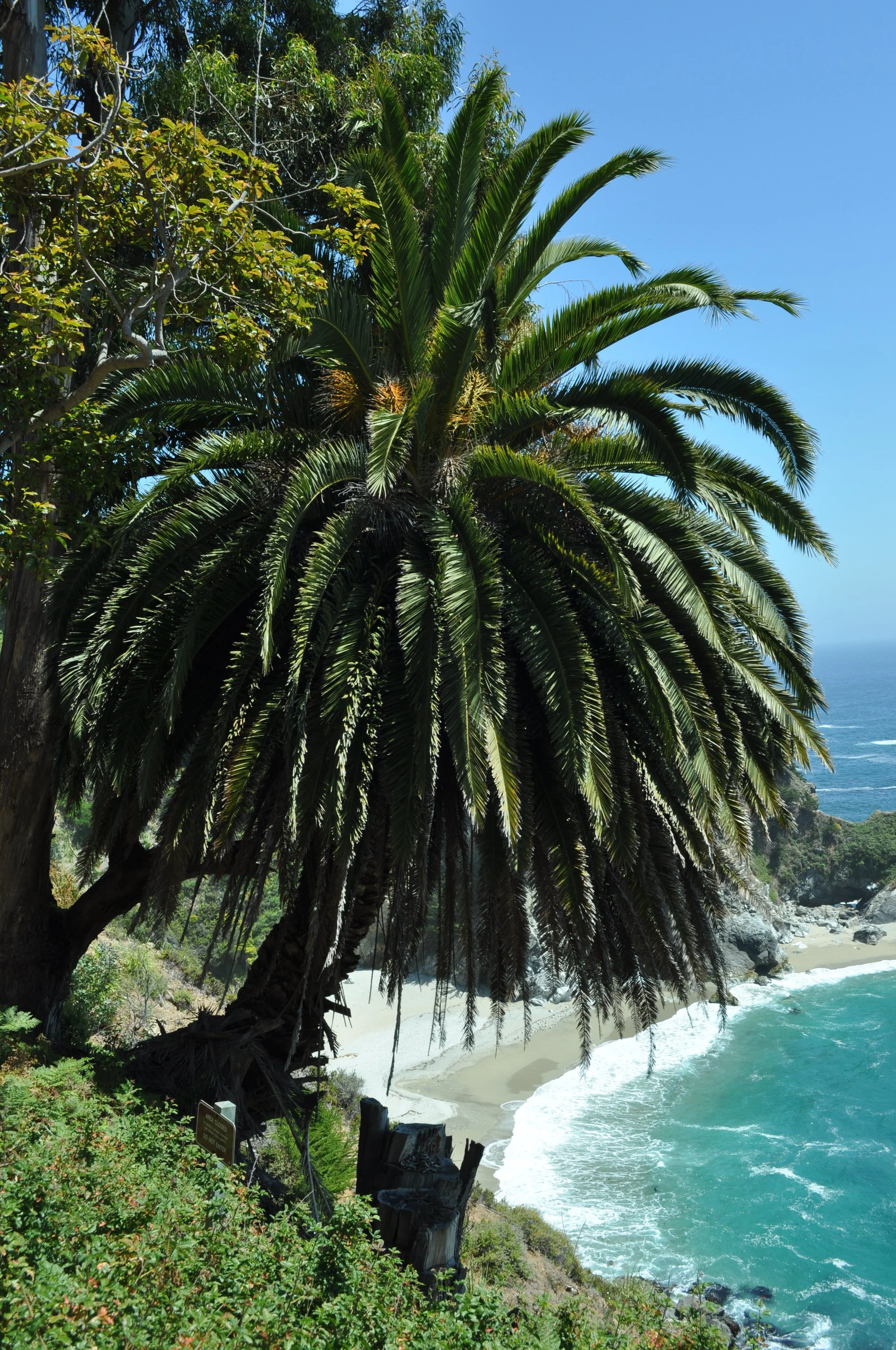 0611 26 J Pfeiffer Burns 4 .jpg