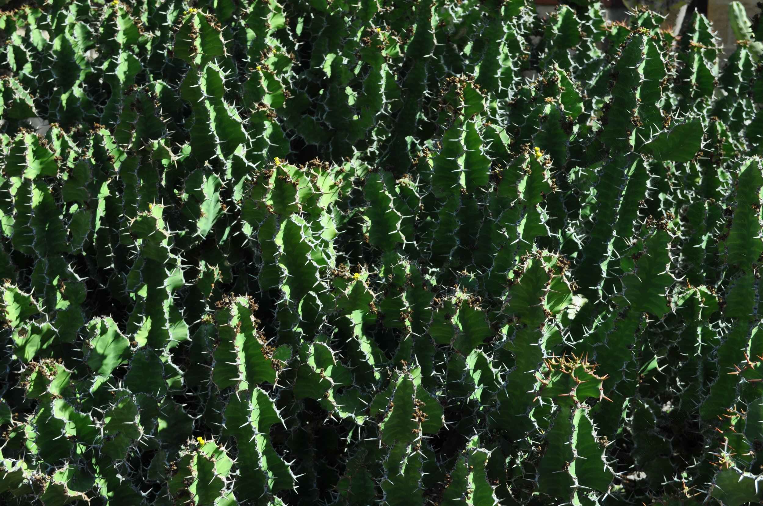0611 27 Santa Barbara Mission Cactus.jpg