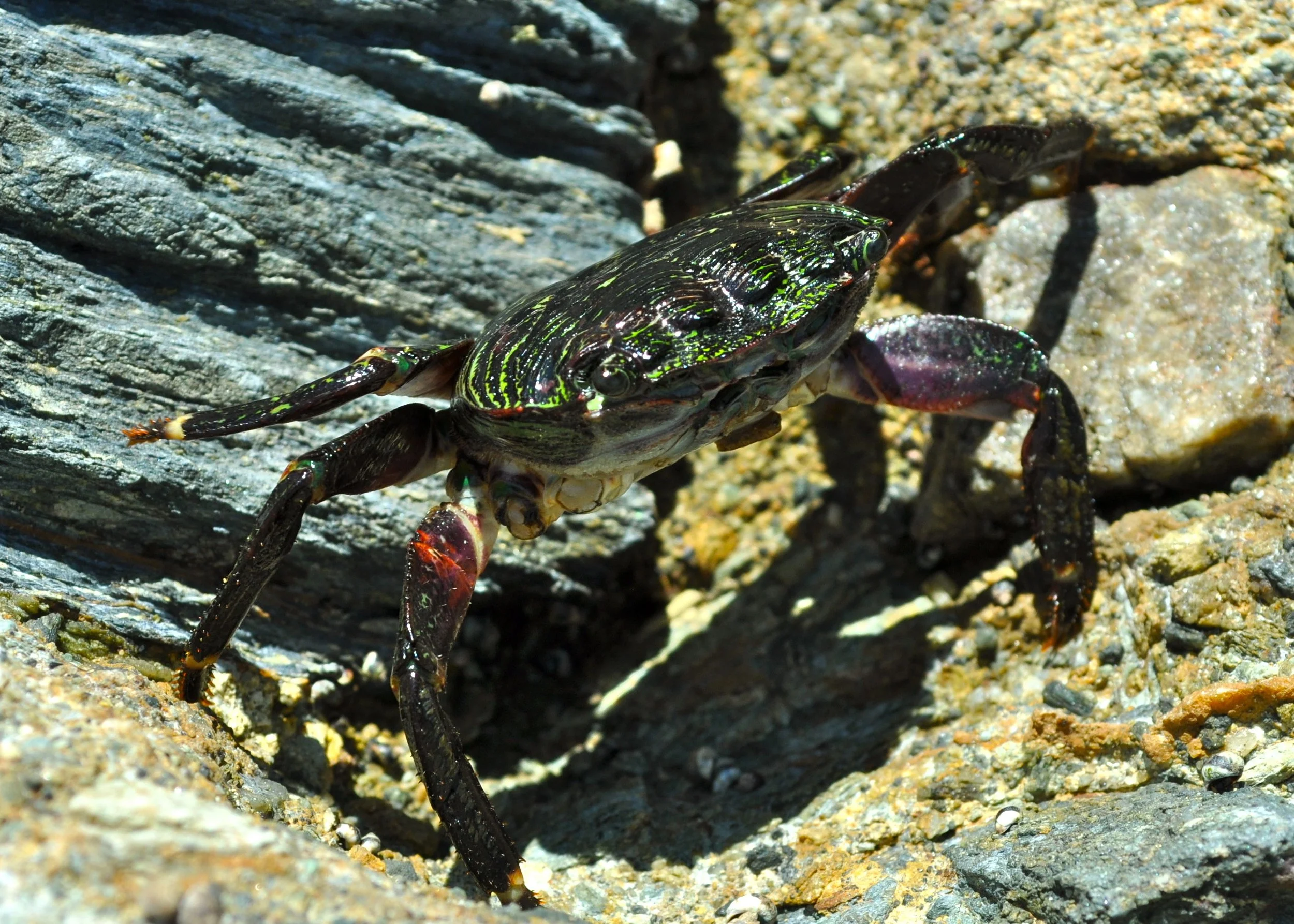 0611 29 Tidal Pool Crab 1.jpg