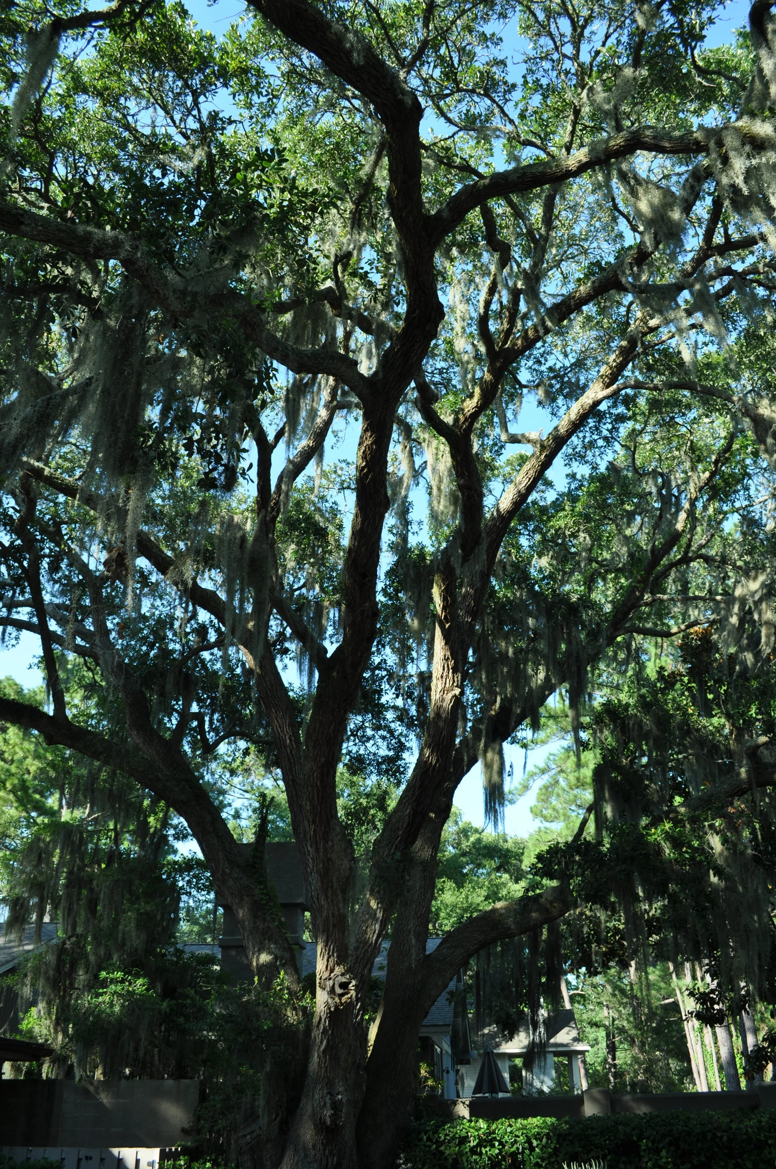 0712 HHI Tree.jpg