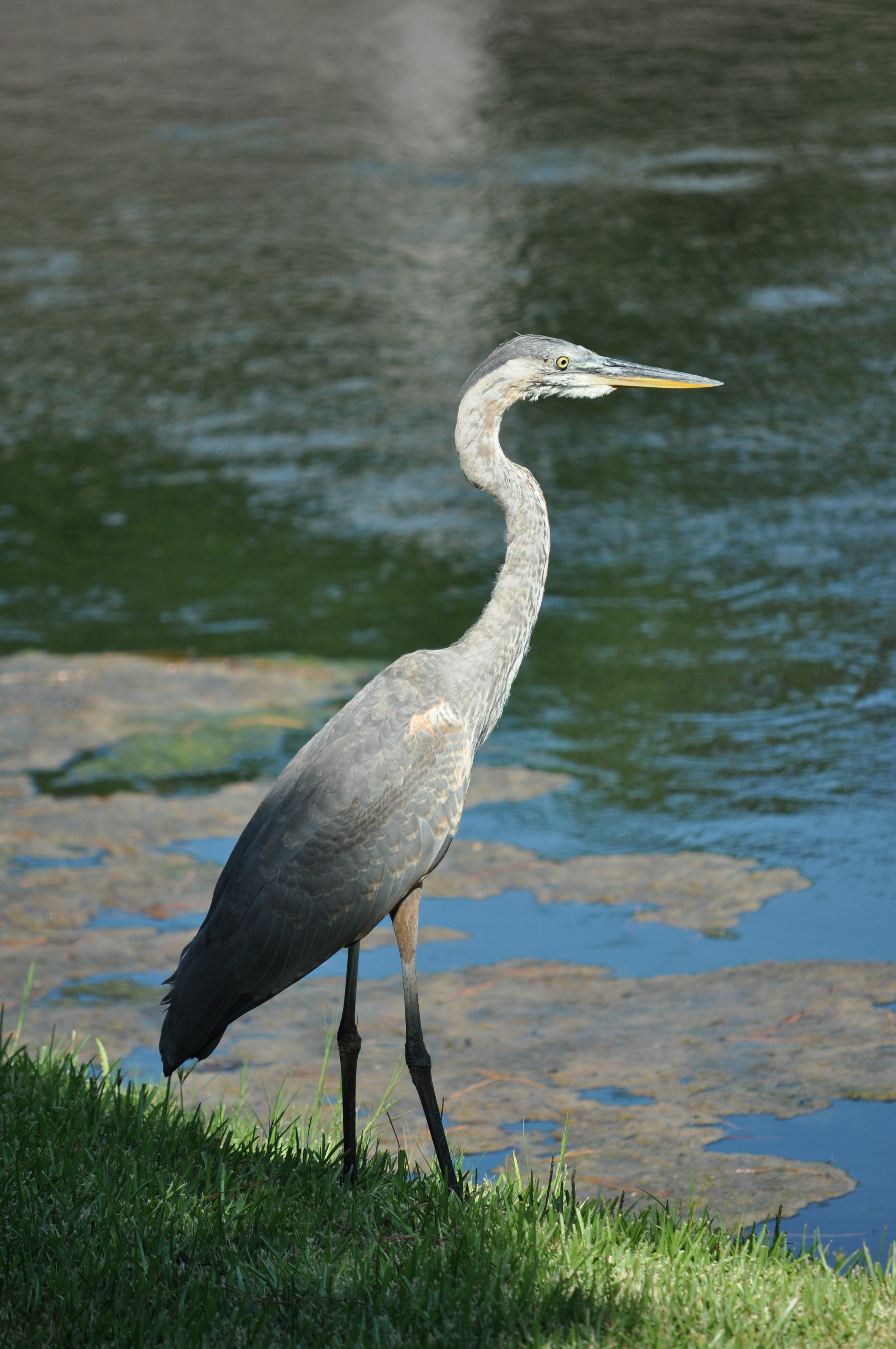 0712 Hilton Head Heron 1.jpg