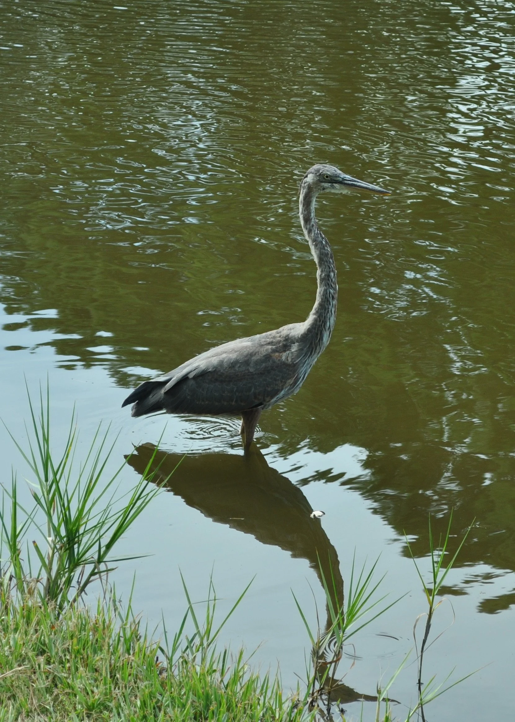 0712 Hilton Head Heron 2.jpg