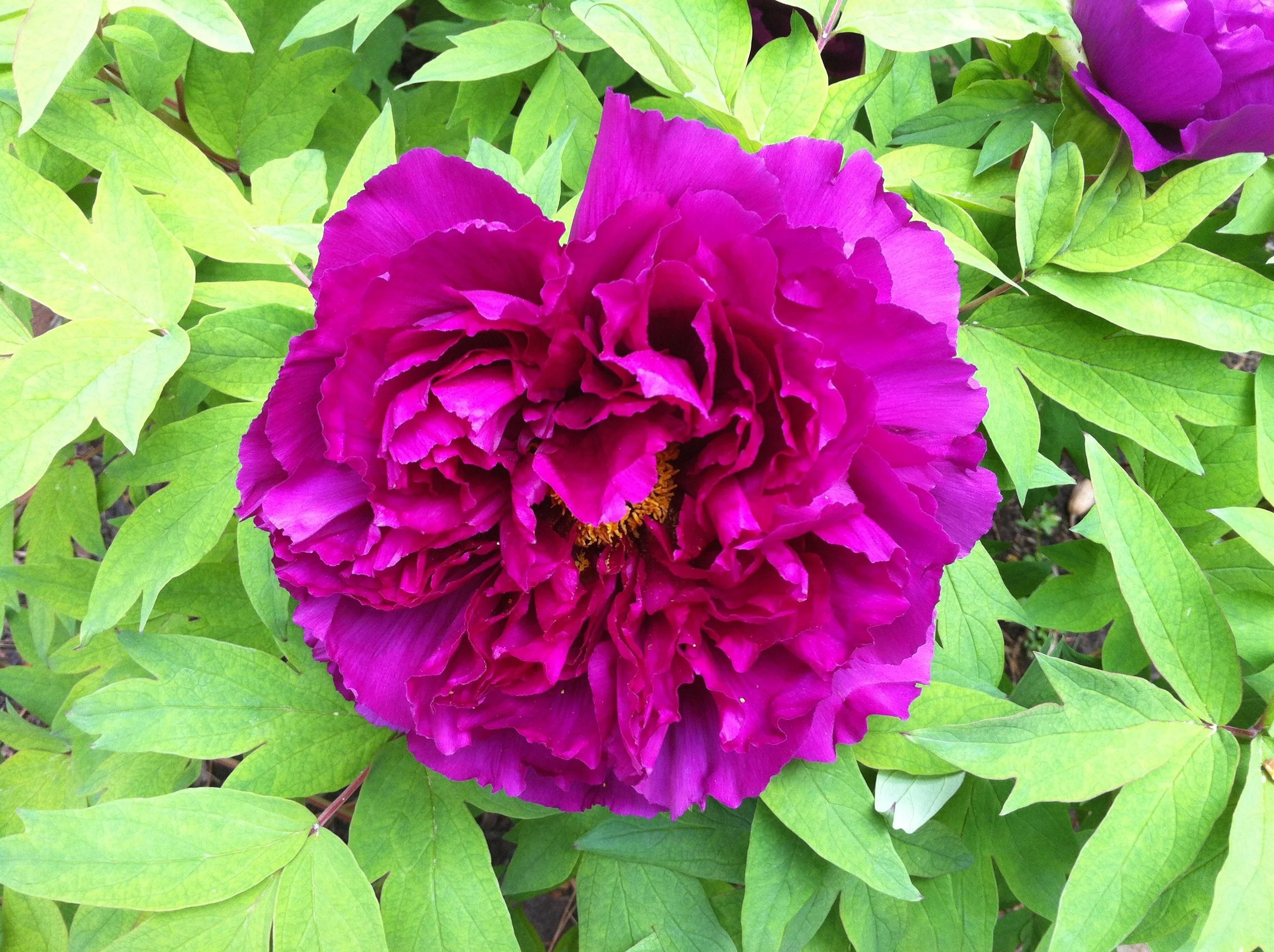 0413 Peony.jpg