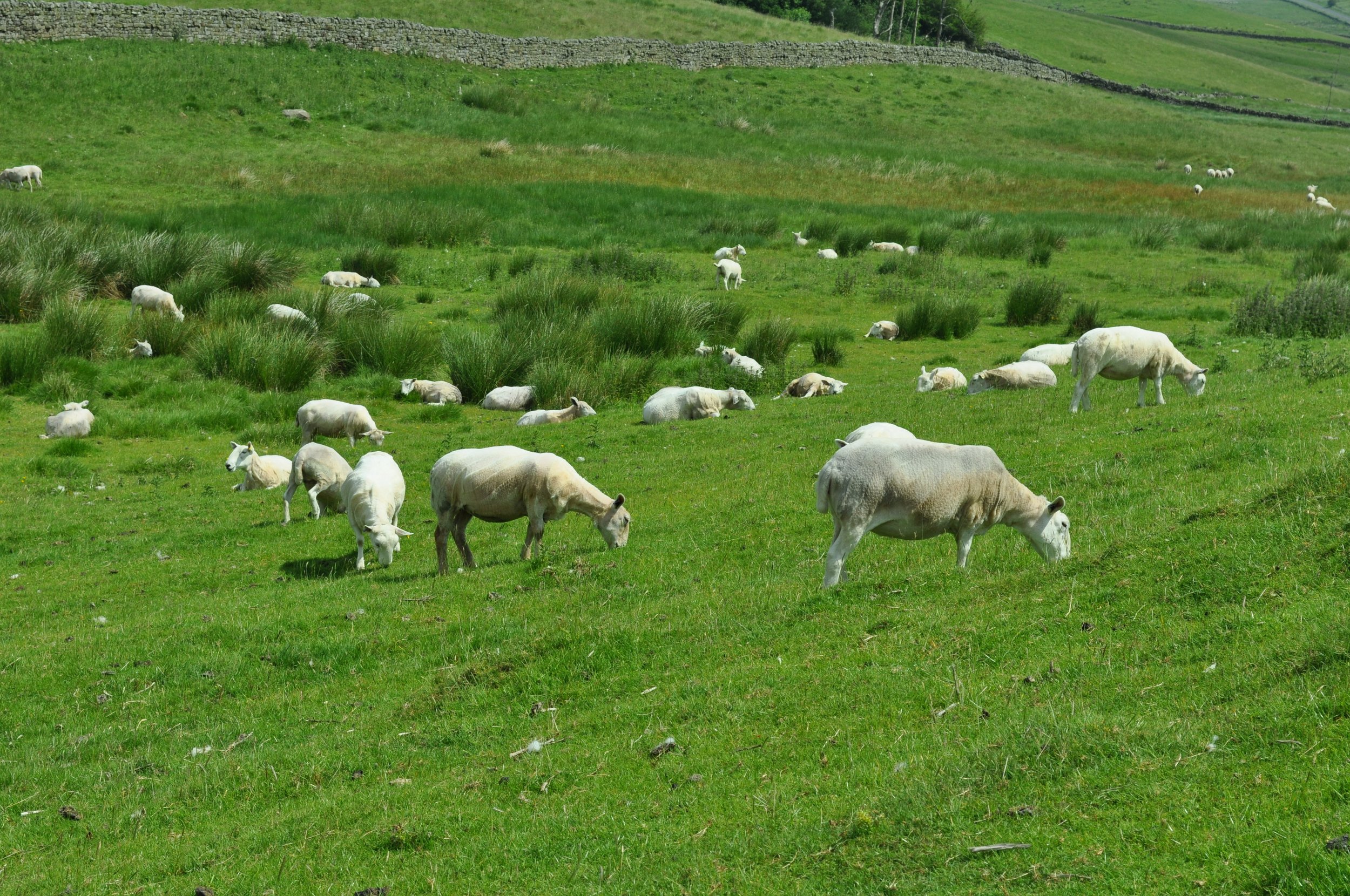0713 Britain 03 Sheep.jpg