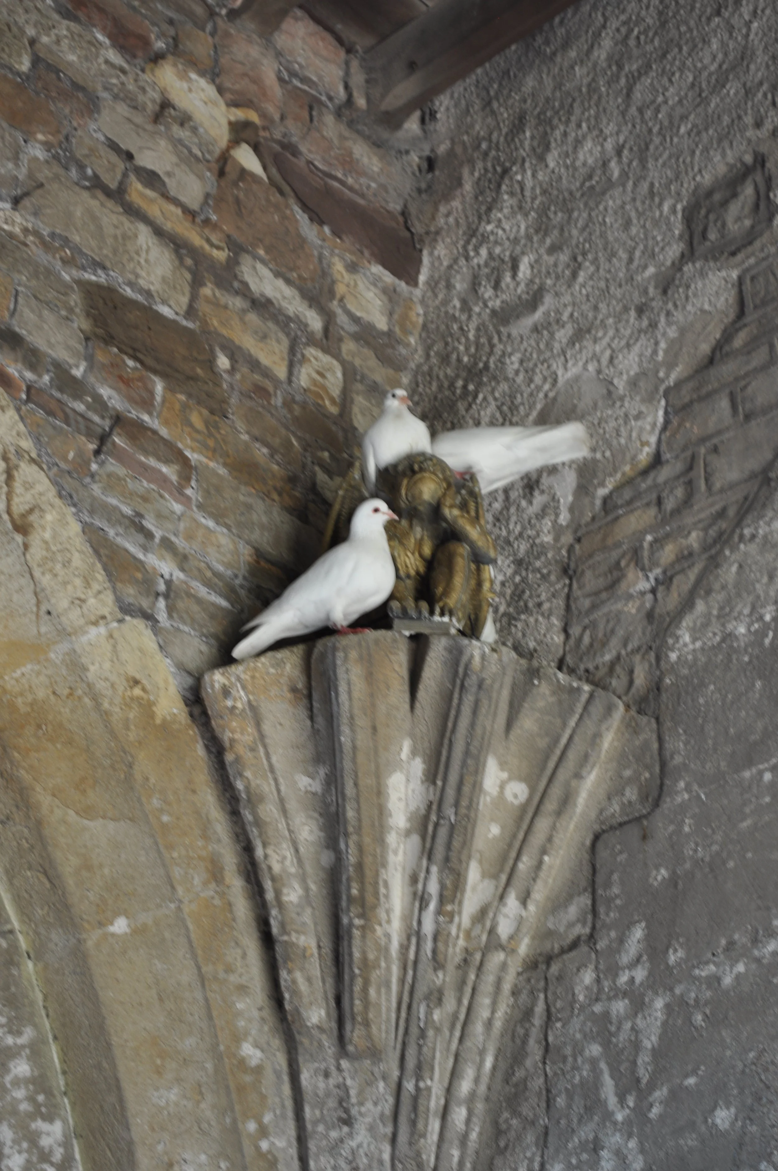 0713 Britain 05 Thornbury Castle Doves.jpg