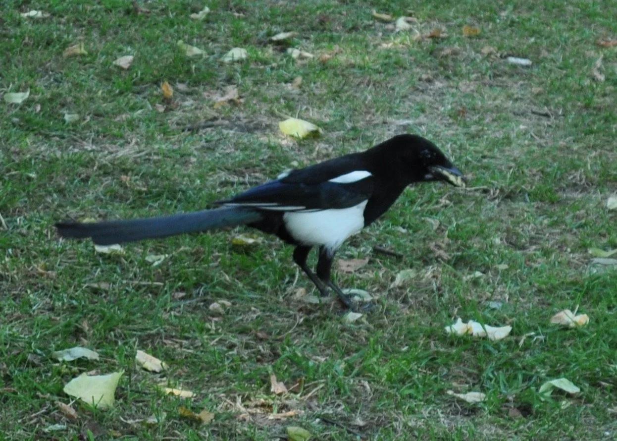 0713 Britain 06 Salisbury Cathedral Bird.jpg