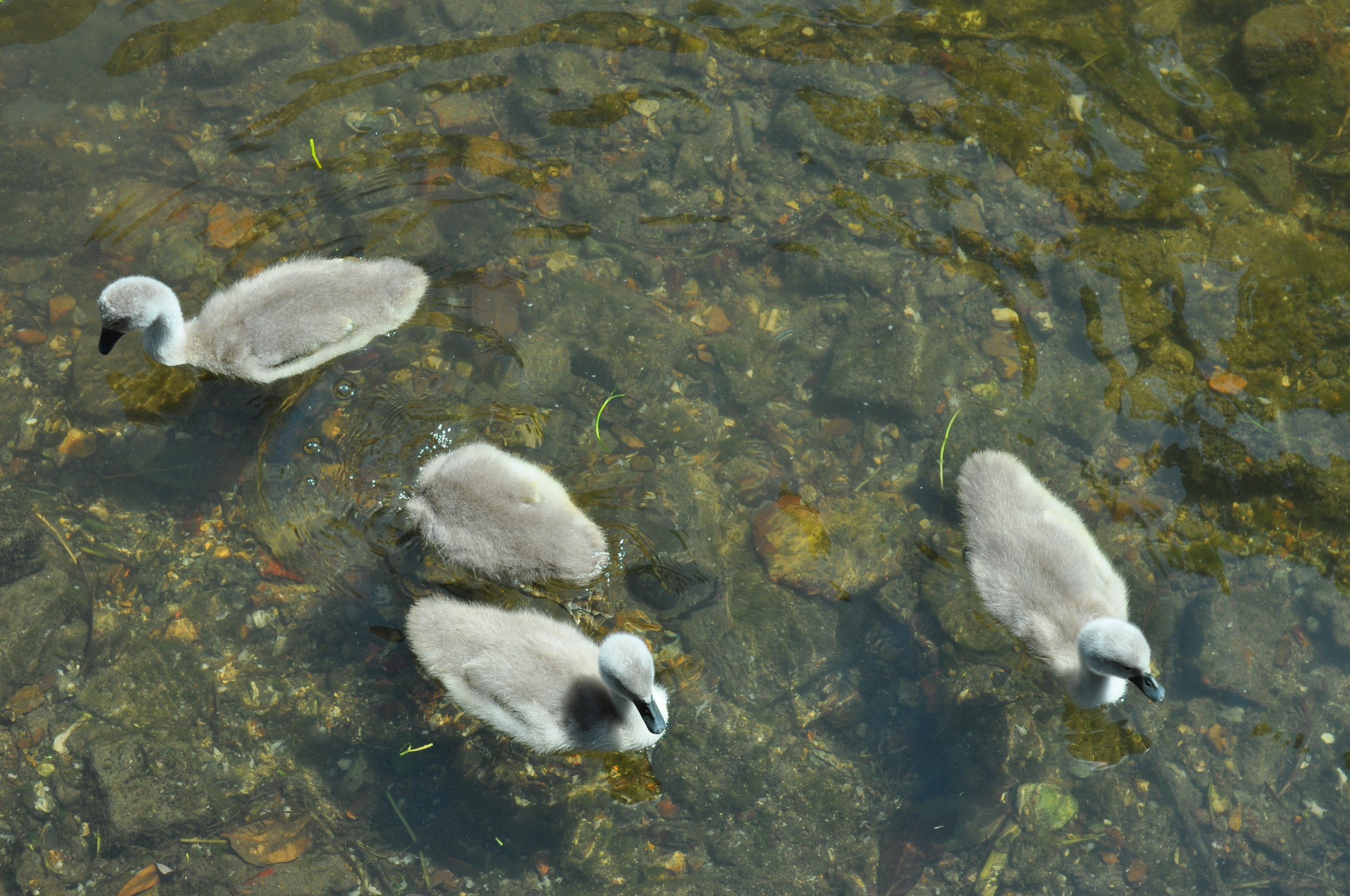0713 Britain 06 Salisbury Geese.jpg