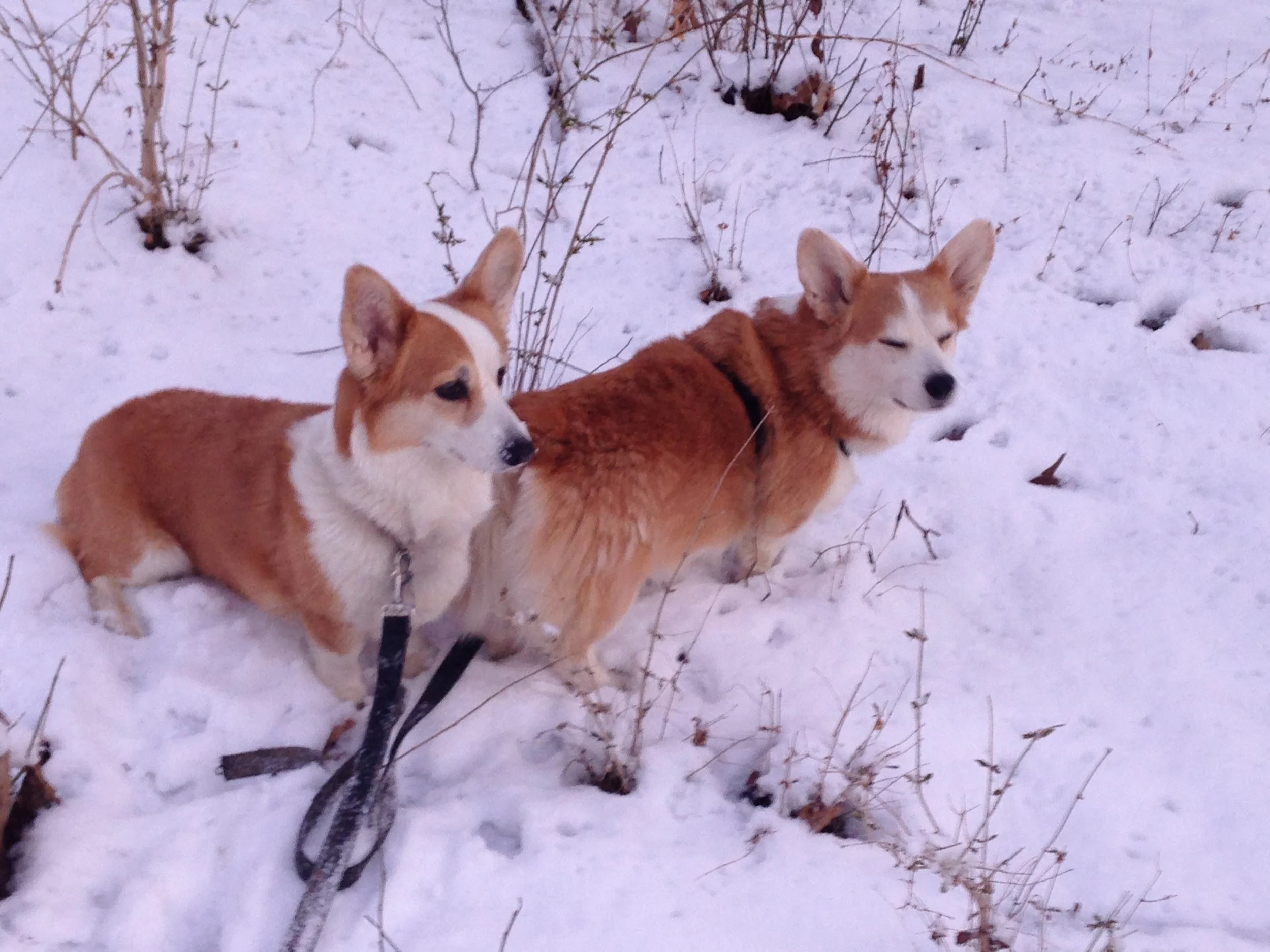 0414 Reggie Lizzie 1.jpg