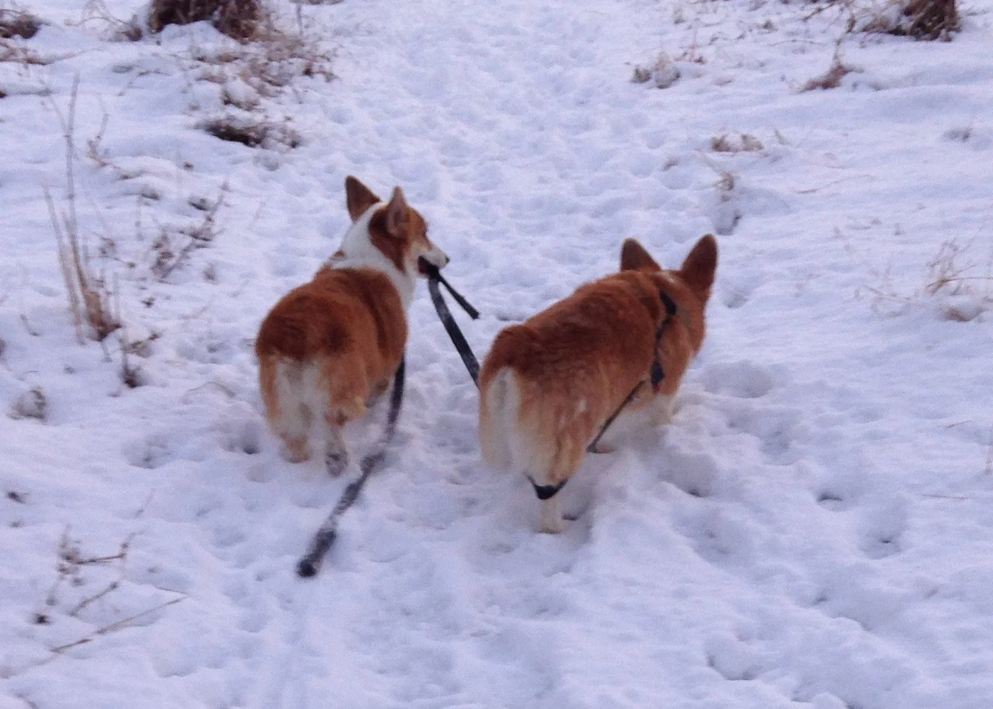 0414 Reggie Lizzie 2.jpg