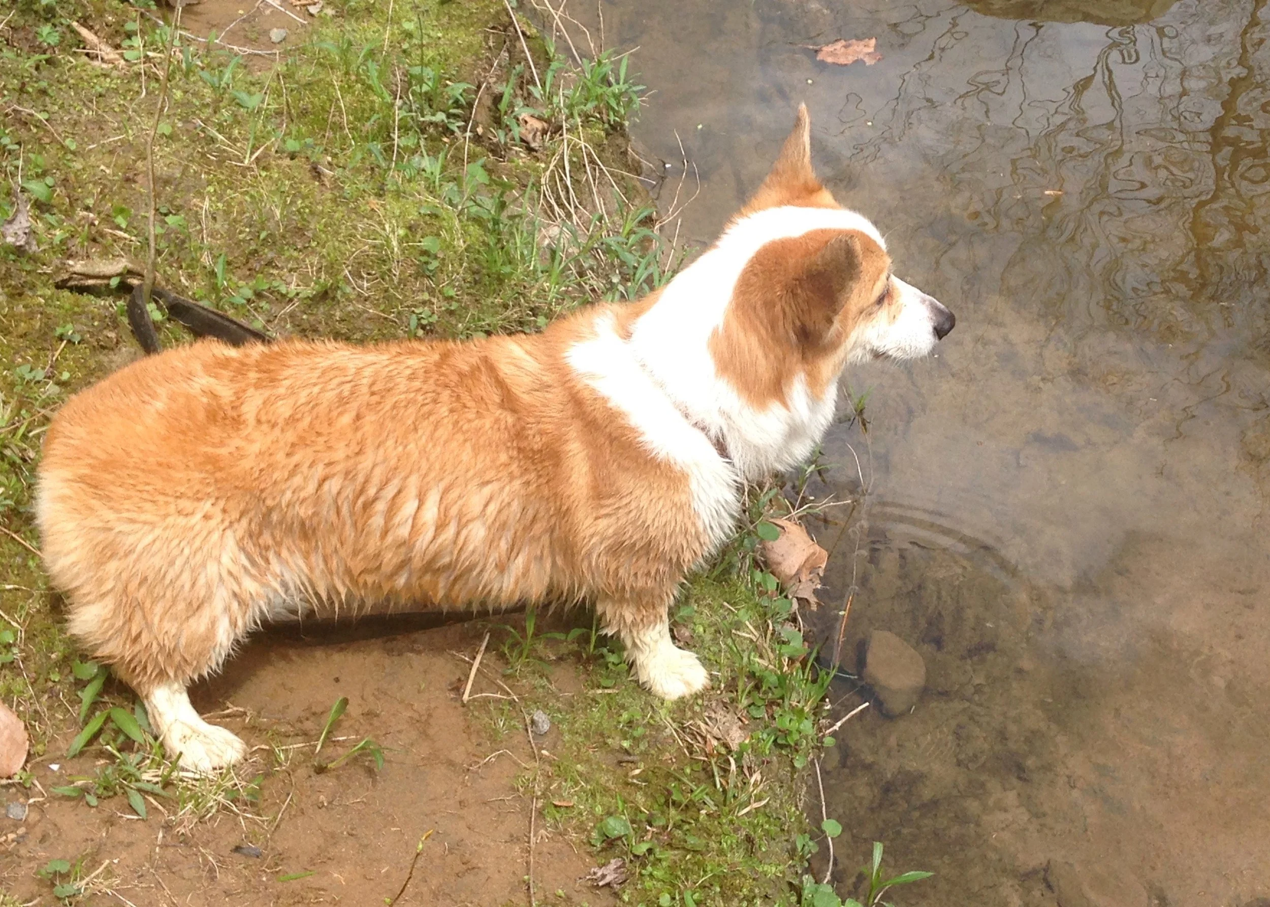 0414 Scotts Run Lizzie.jpg