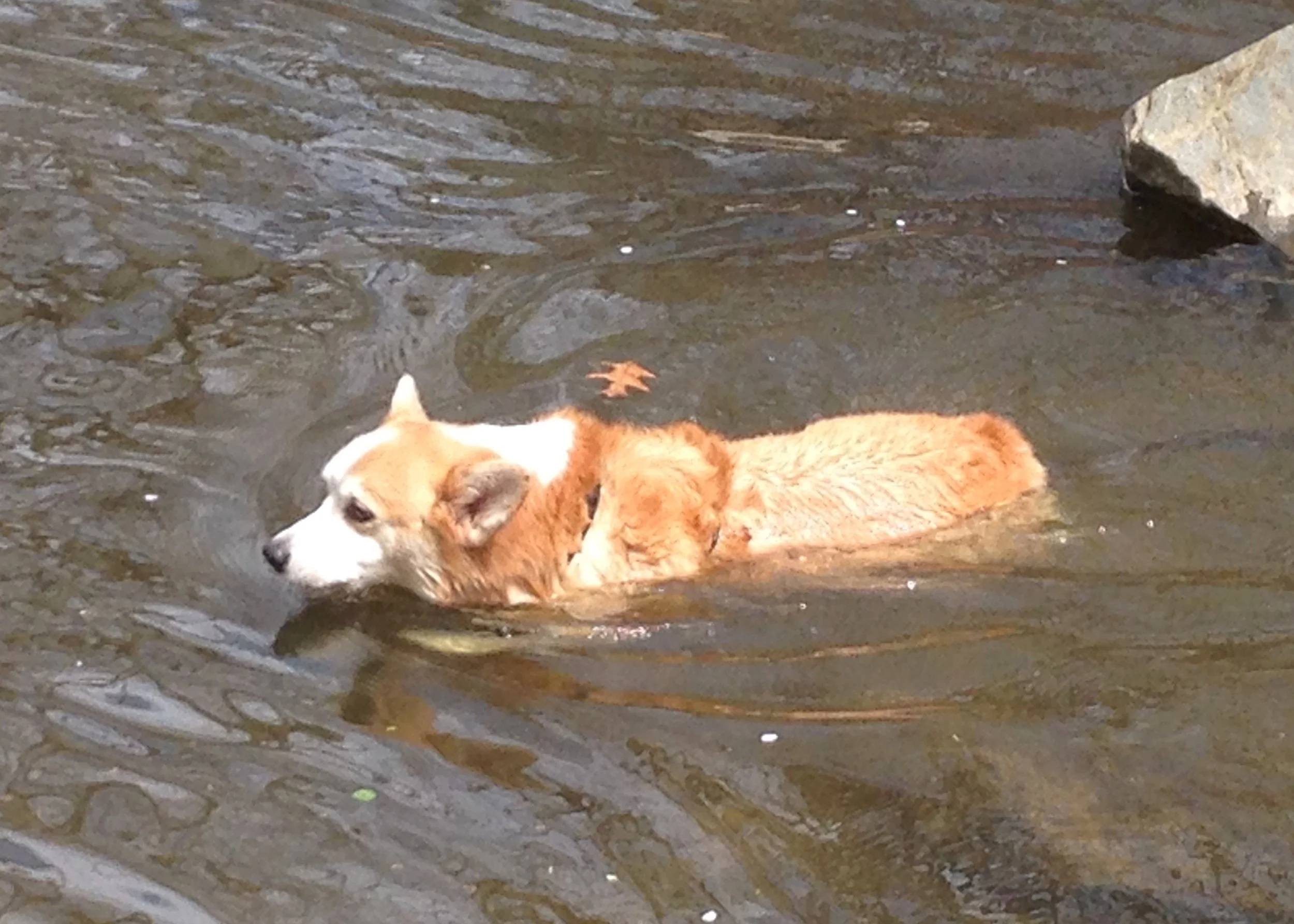 0414 Scotts Run Reggie.jpg