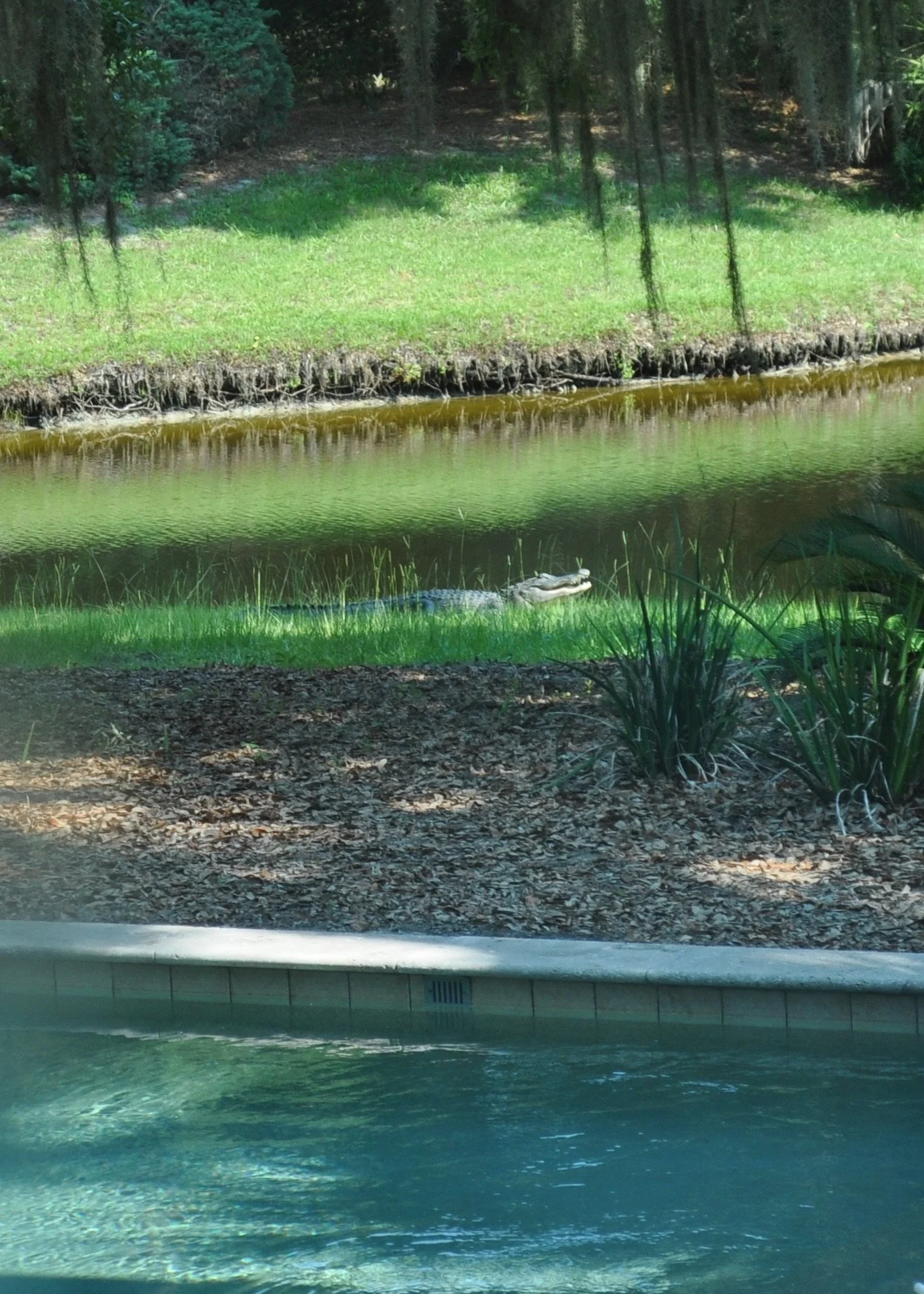 0714 07 HHI Alligator .jpg