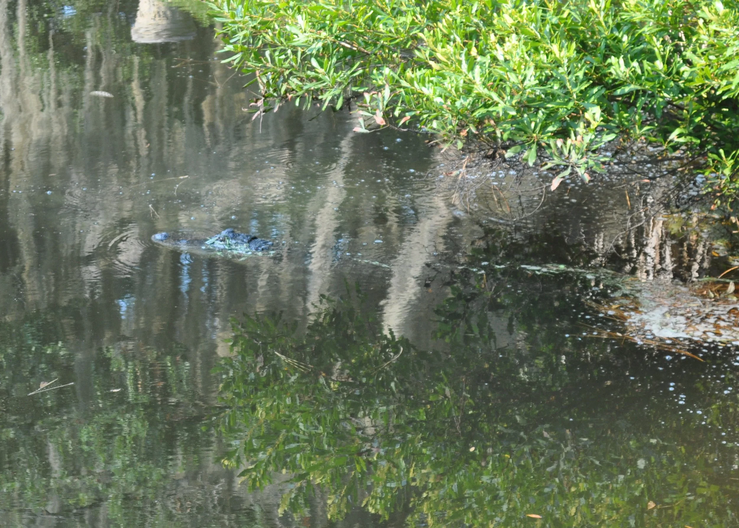 0714 08 HHI Alligator.jpg