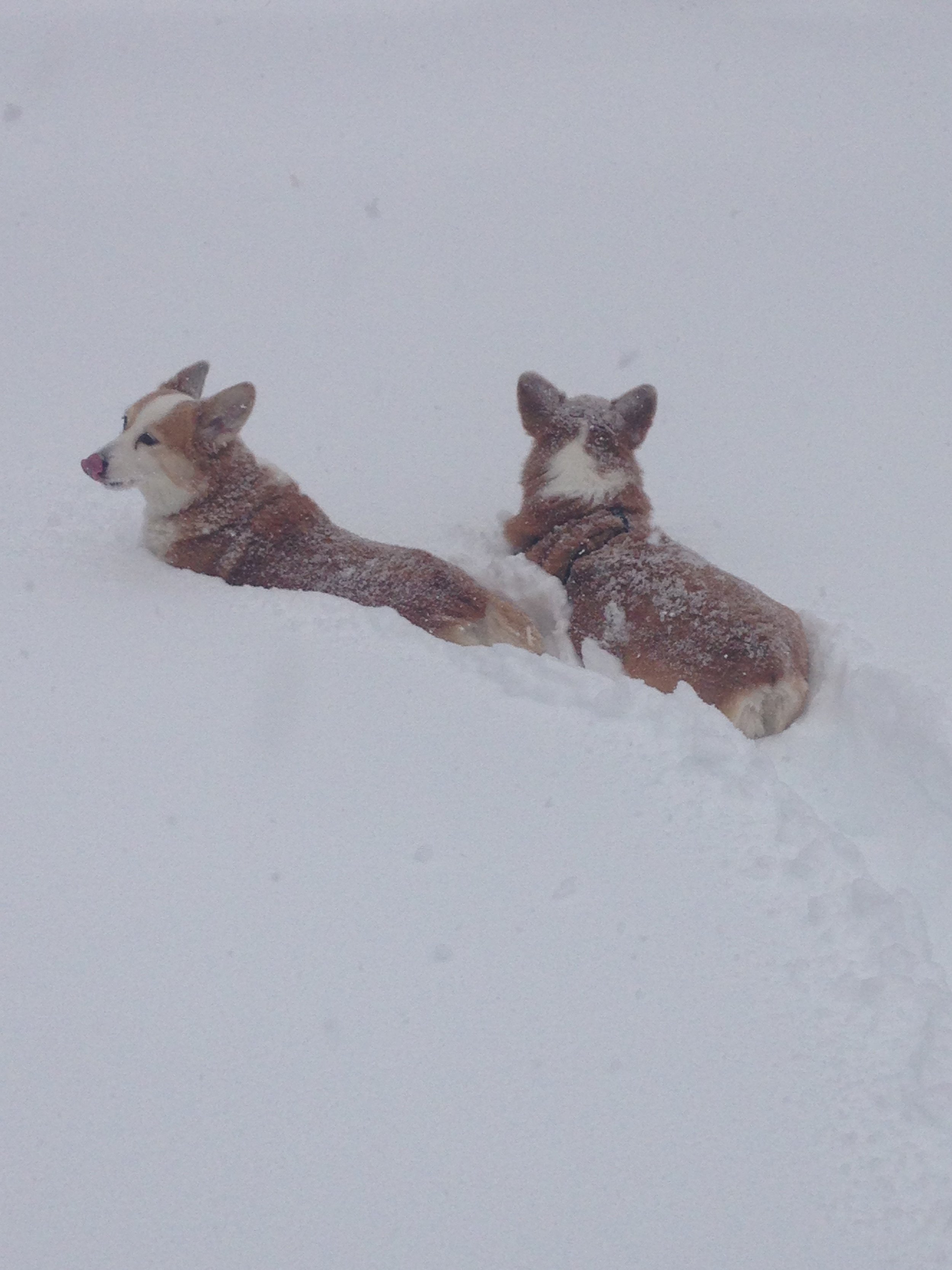 0116 Snowstorm Dogs.jpg