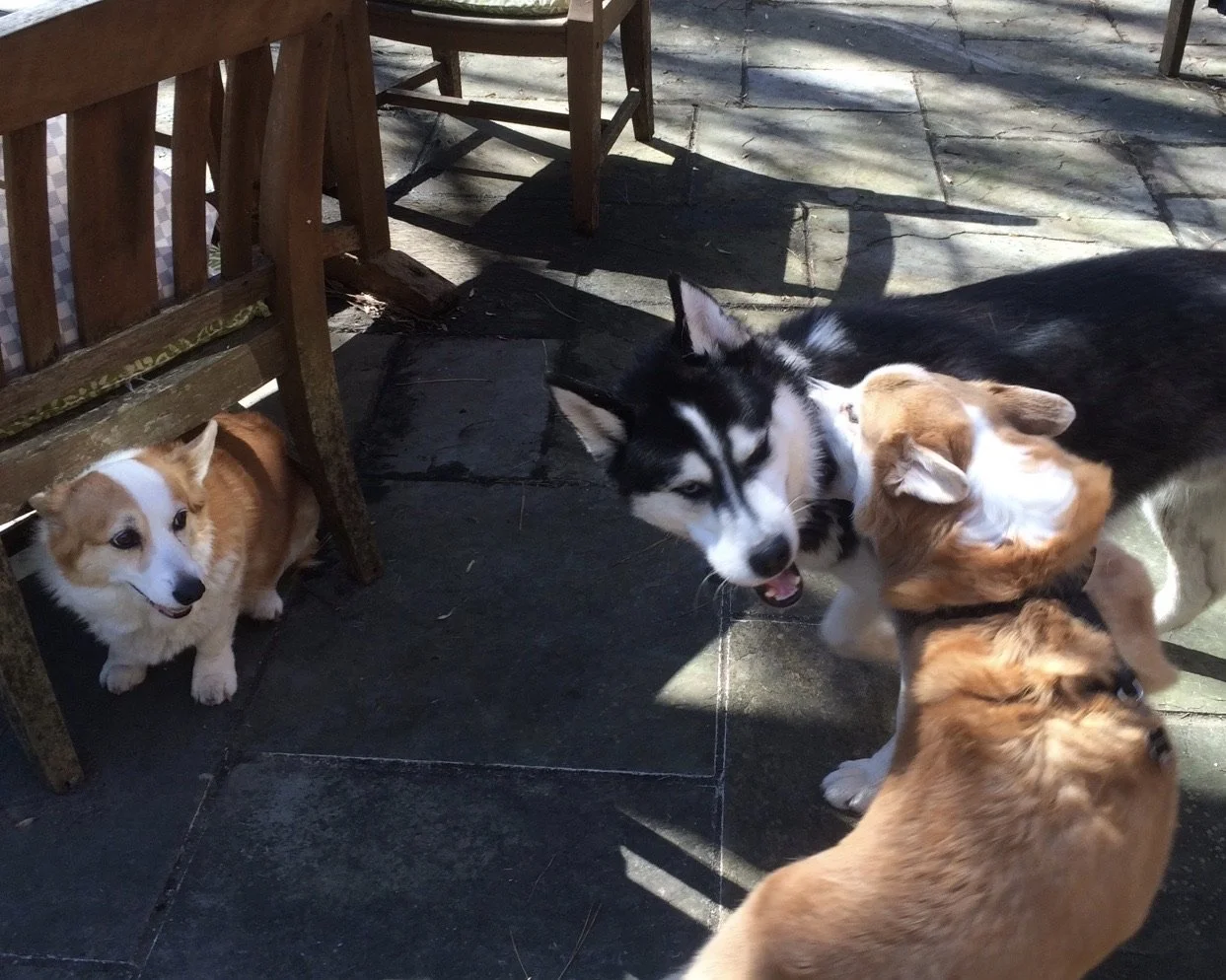 0216 Reggie Lizzie Gunner.jpg