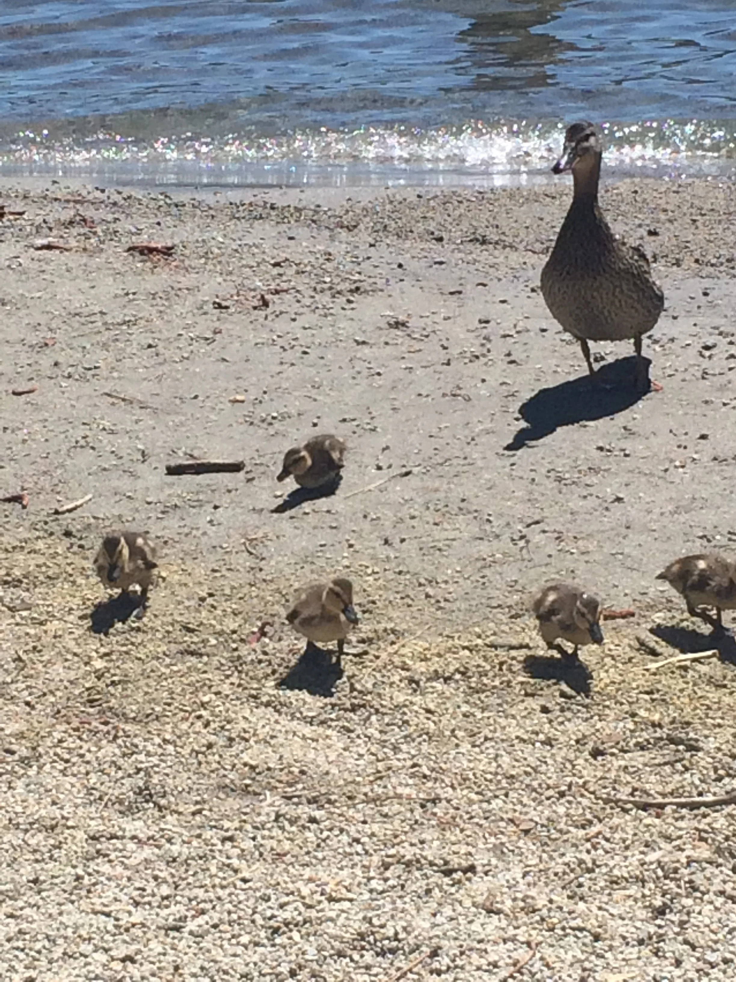 0615 21 Beach Ducks.jpg