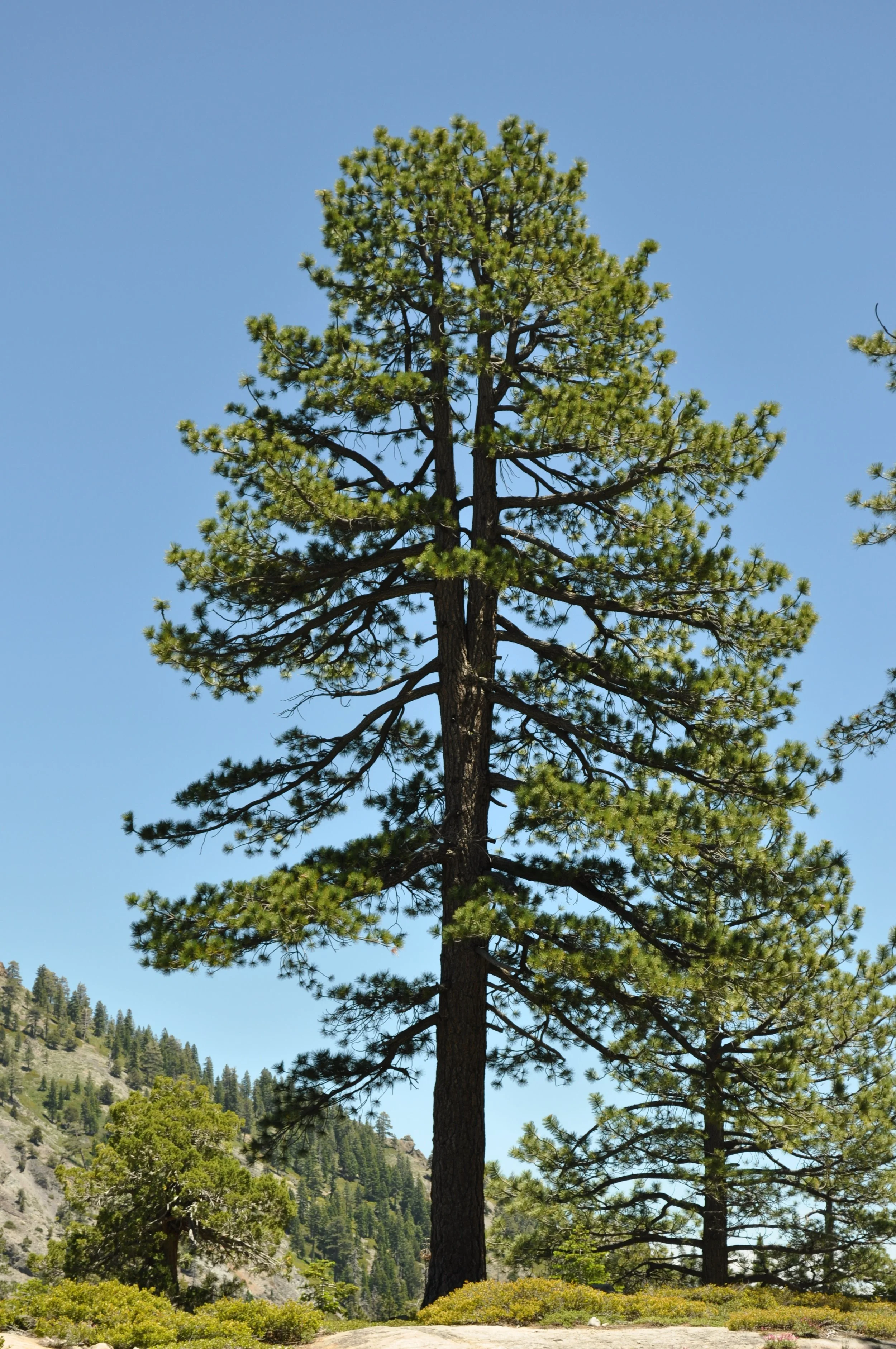 0615 21 Hike Tree 2.jpg