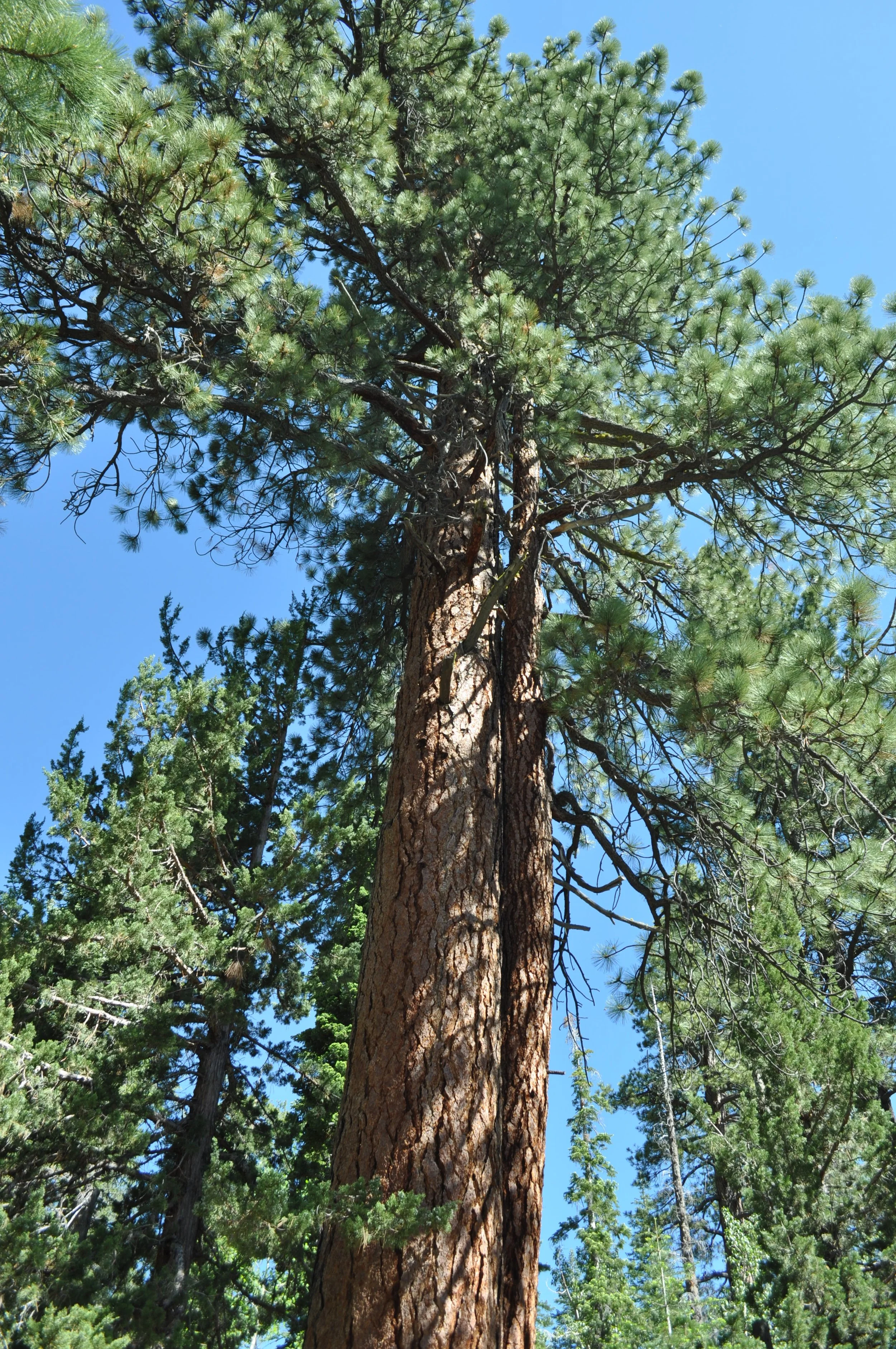 0615 21 Hike Pine.jpg