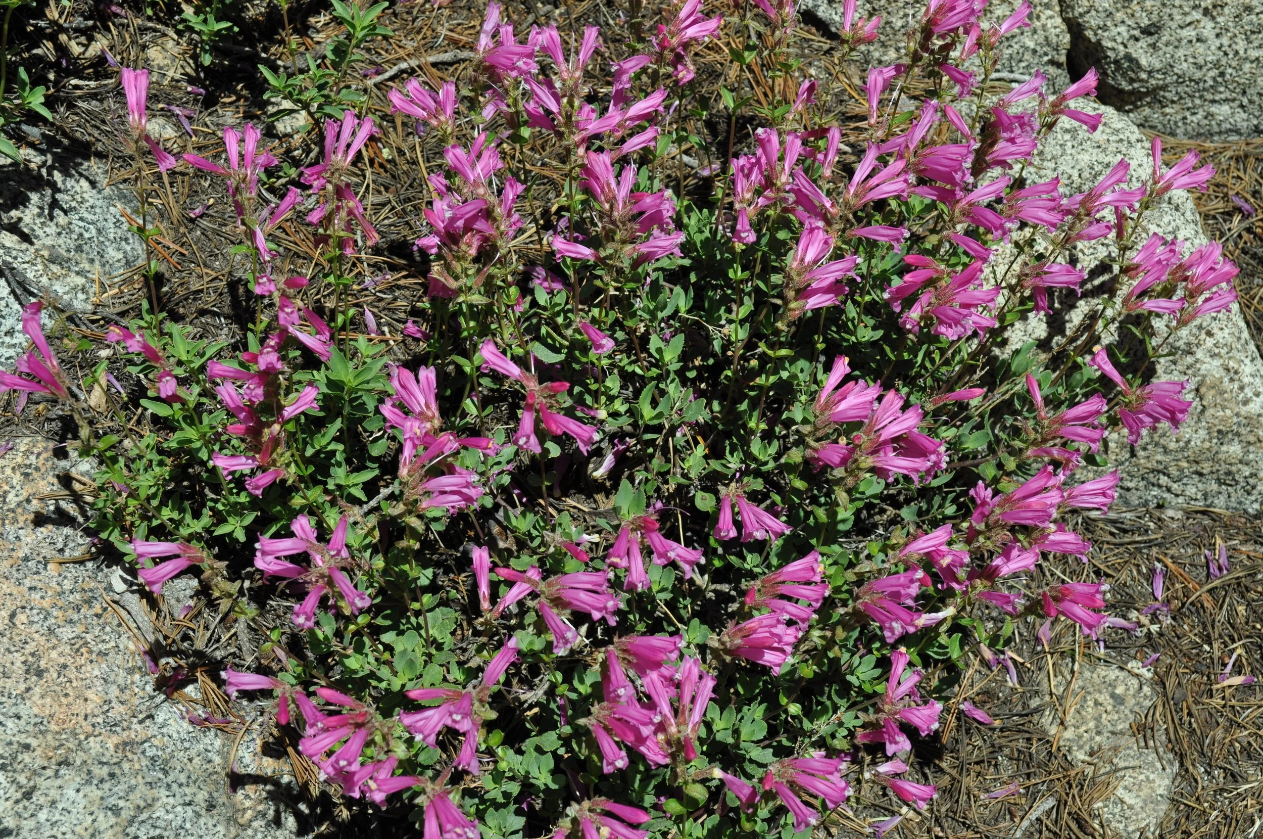 0615 21 Hike Wild Flowers.jpg