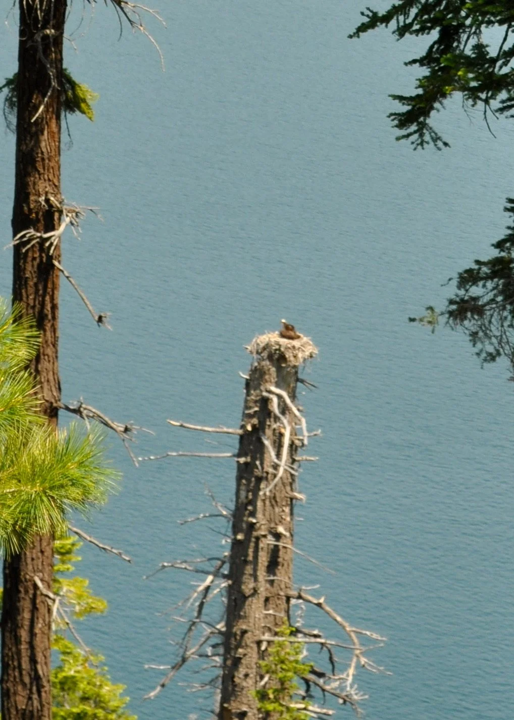 0615 25 Eagle Point Eagles.jpg