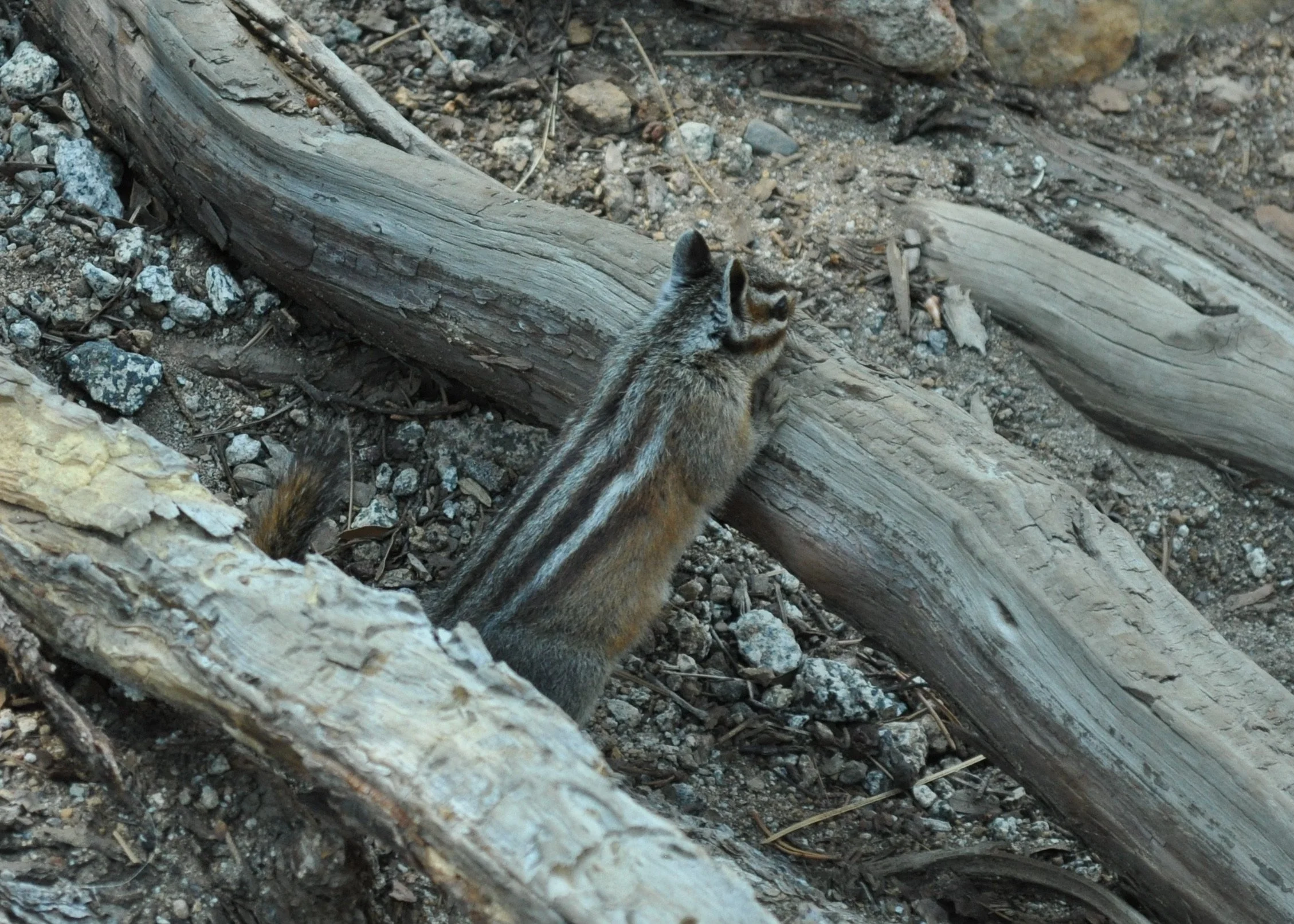 0615 25 Hike Chipmunk.jpg