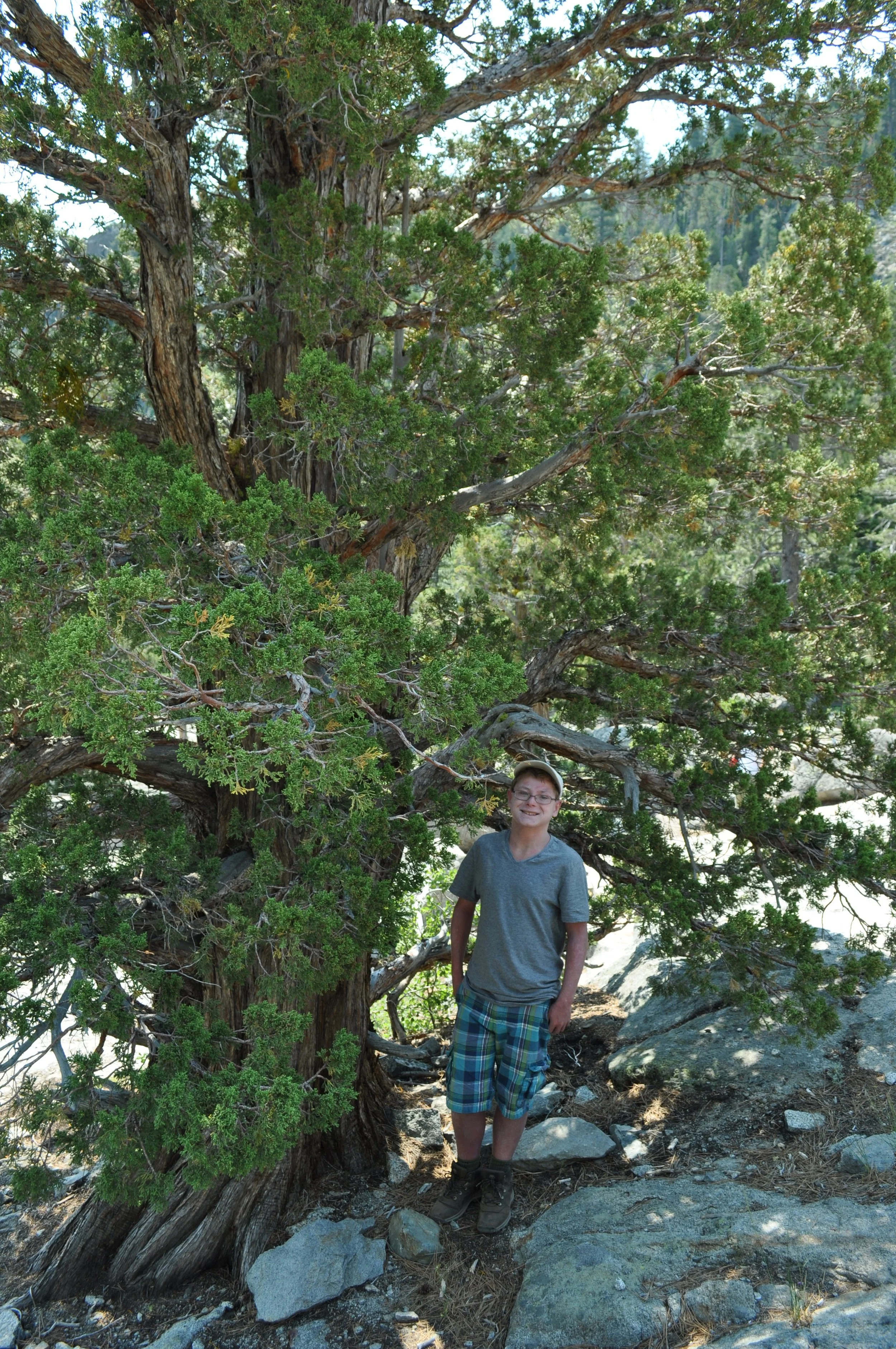 0615 25 Hike Lodgepole Pine.jpg