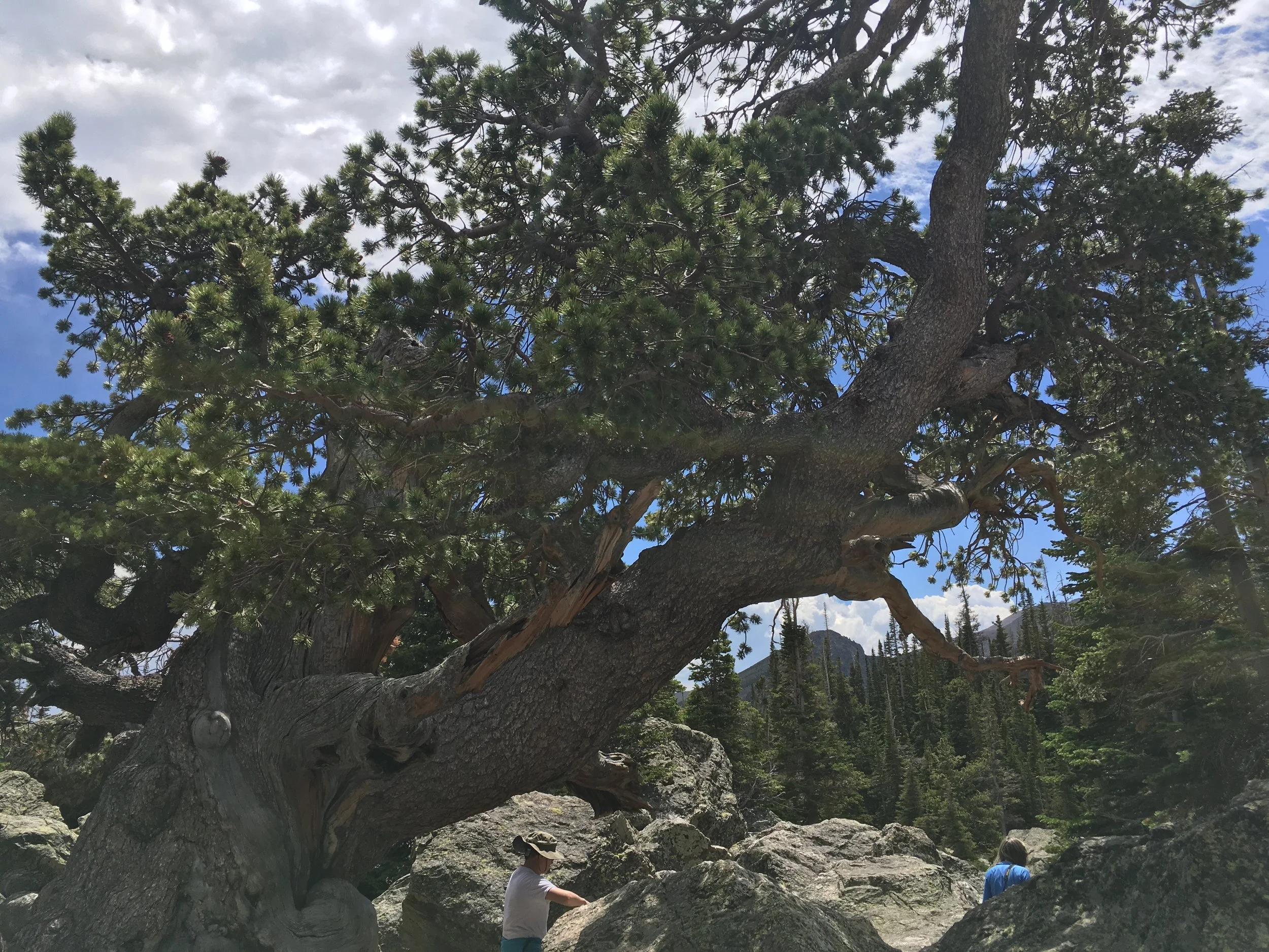 0616 02 Lake Haiyaha Tree.jpg