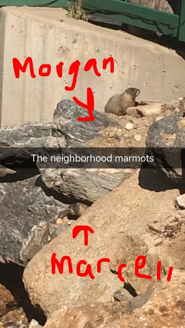 0616 02 Marmots.jpg