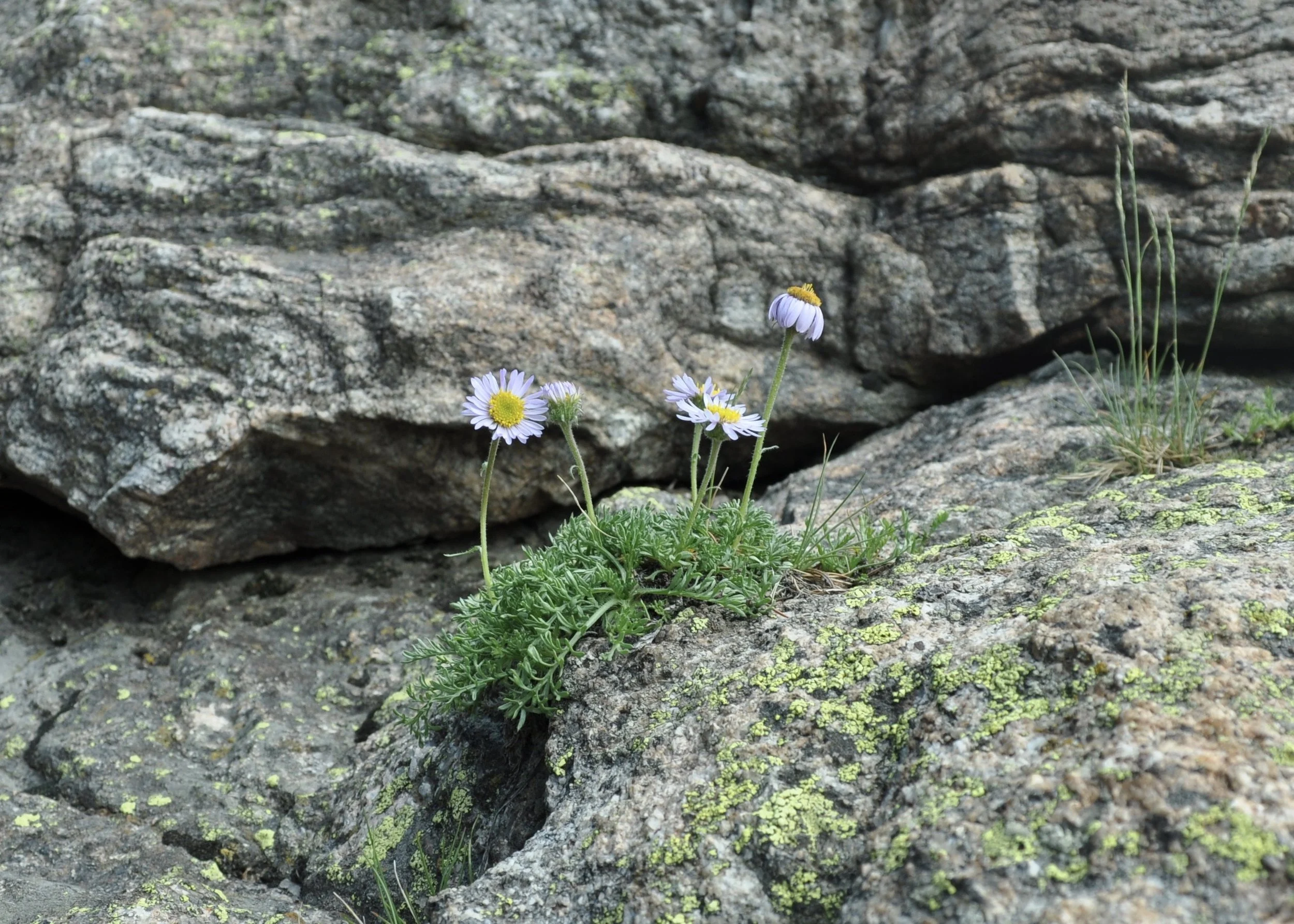 0616 02 Mountain Daisy.jpg