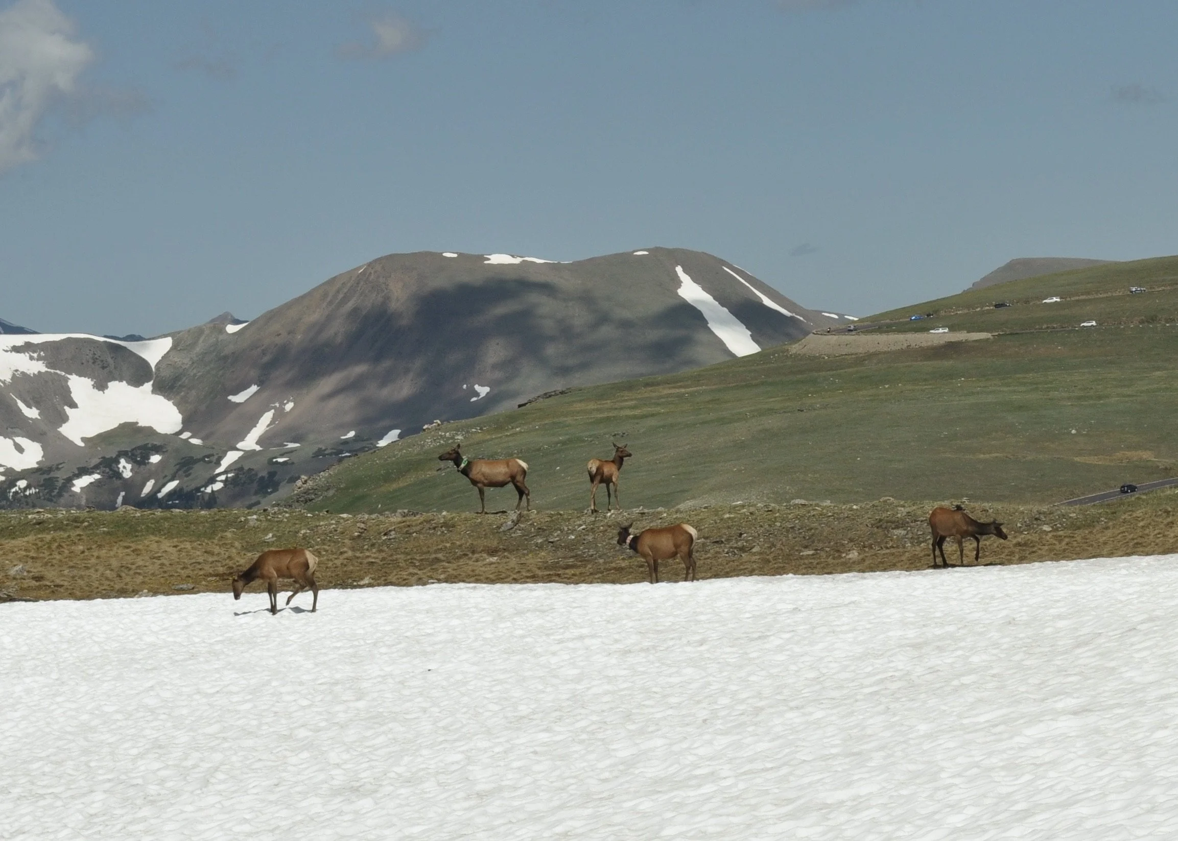 0616 03 Mule Deer 1.jpg